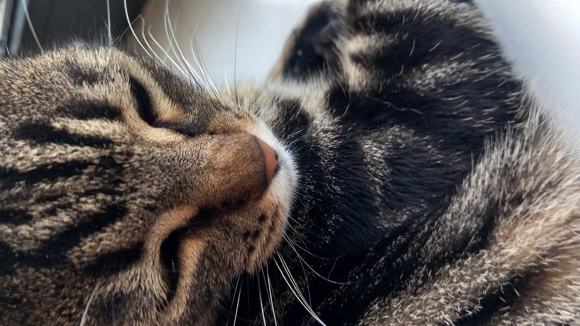 A close-up, eye-level, vertical shot captures the face of a tabby cat. The cat's eyes are mostly closed, with only a sliver of dark pupil visible. Its nose is a soft pink, surrounded by white whiskers that fan out from its muzzle. The cat's fur displays a pattern of dark brown and black stripes against a lighter brown background, with some lighter fur visible around its mouth and chin. The background is out of focus, appearing as a soft blur of light and dark tones, suggestive of an indoor setting, possibly near a window. There is no visible indication of the cat's location within Agios Nektarios, Greece.