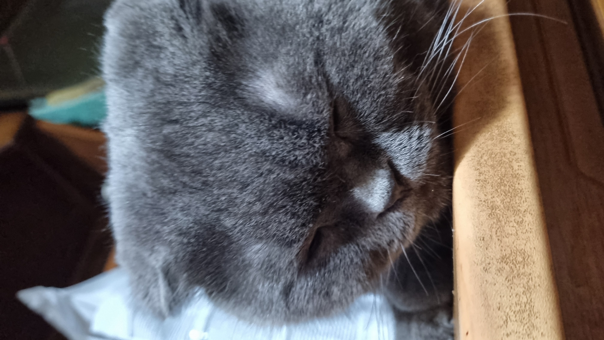 A close-up, low-angle, vertical shot shows the face of a gray cat that is sleeping. The cat's eyes are closed, and its head is resting on a wooden surface. The cat's ears are folded back, and its whiskers are visible. The background is out of focus and appears to be a room. There are no people visible in the image. The image was taken in Vysokoe, Russia.