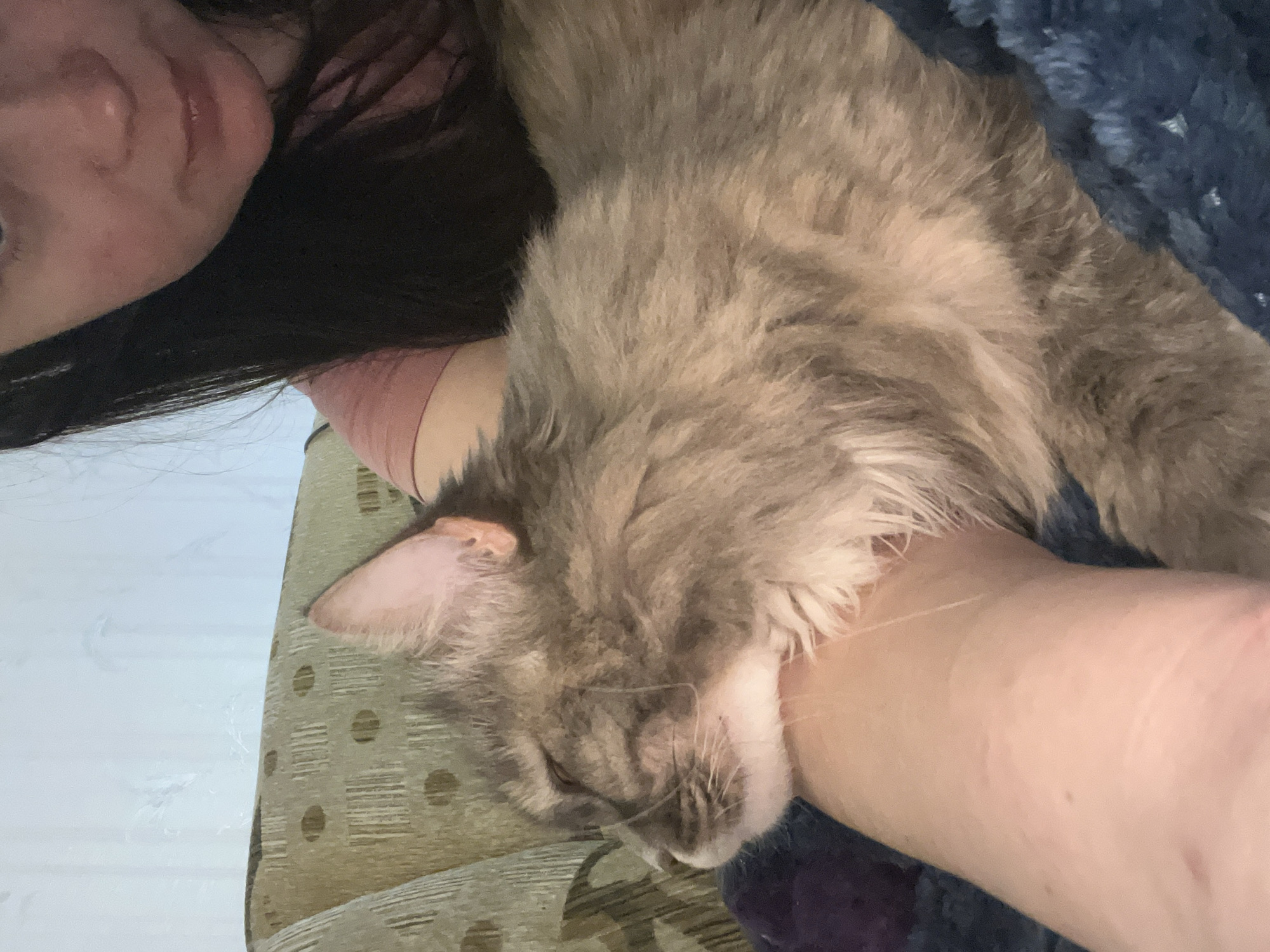 A woman with long, dark hair and a pink shirt is leaning back on a couch, holding a fluffy gray cat. The cat is resting its head on the woman's arm, with its eyes closed. The couch has a patterned upholstery. A blue blanket is visible in the foreground. The background is a pale wall. The location is not specified in the image.