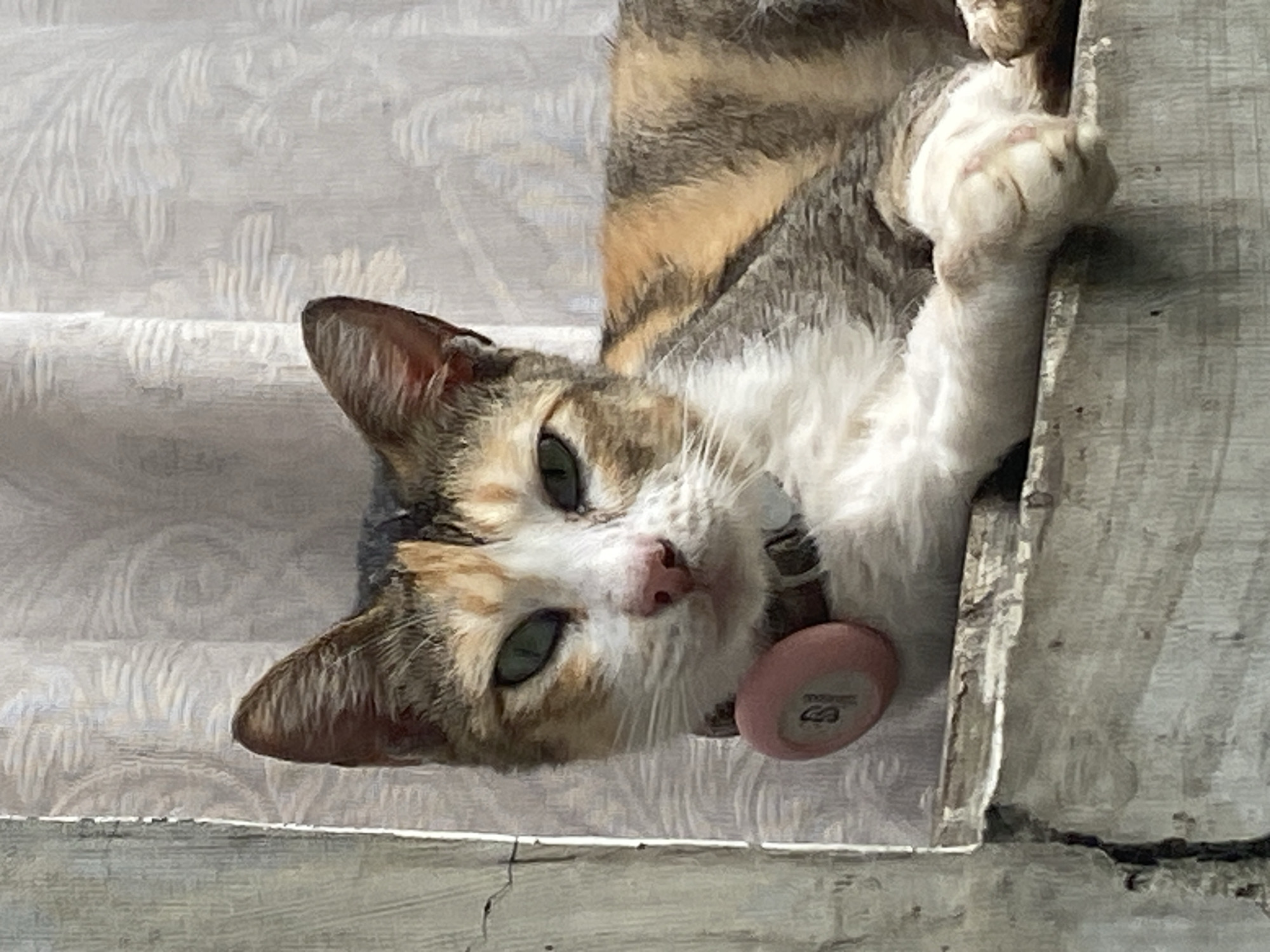 The image shows a calico cat resting on a ledge. The cat is wearing a pink collar with a circular tag. The background appears to be a window with sheer curtains. The ledge is made of concrete and shows signs of wear and tear. The overall lighting suggests it is daytime. The image does not contain any identifiable landmarks or clues that would suggest a specific location in Davao City, Philippines.