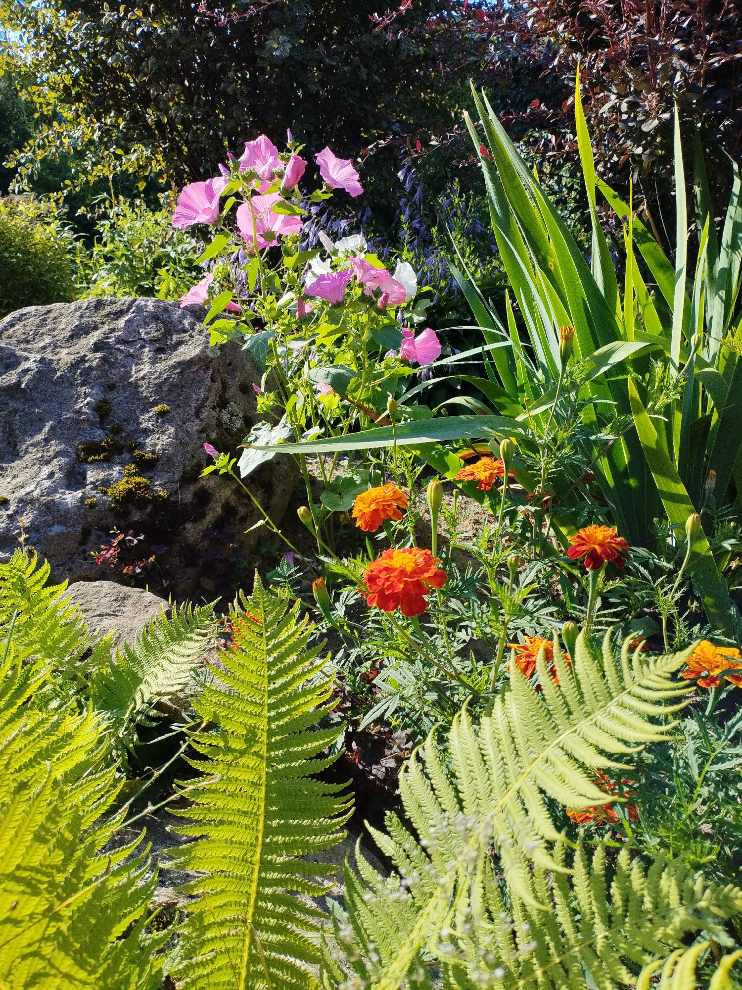 In Bialynichy, Belarus, a sun-drenched garden scene unfolds with vibrant flora and natural elements. A large, grey boulder, partially covered in moss, anchors the left side of the frame, suggesting a landscaped rock garden. Surrounding the boulder and extending into the foreground are lush, bright green fern fronds, their delicate leaves catching the sunlight.
Dominating the mid-ground are clusters of brightly colored flowers. Pink, trumpet-shaped blooms, likely lavatera, stand tall, their petals translucent in the strong light. Interspersed among them are smaller, fiery orange and red marigolds, their ruffled petals adding texture and warmth to the composition. Tall, sword-like green leaves, possibly from an iris or similar plant, rise behind the flowers, creating a sense of depth and layering.
The background reveals a tapestry of foliage, with dark green leaves and hints of deep red shrubbery, creating a rich, shadowed contrast to the illuminated foreground. The overall impression is one of a well-tended, naturalistic garden bathed in the bright light of a sunny day. There are no people visible in the image, and the focus is entirely on the plant life and the geological feature.