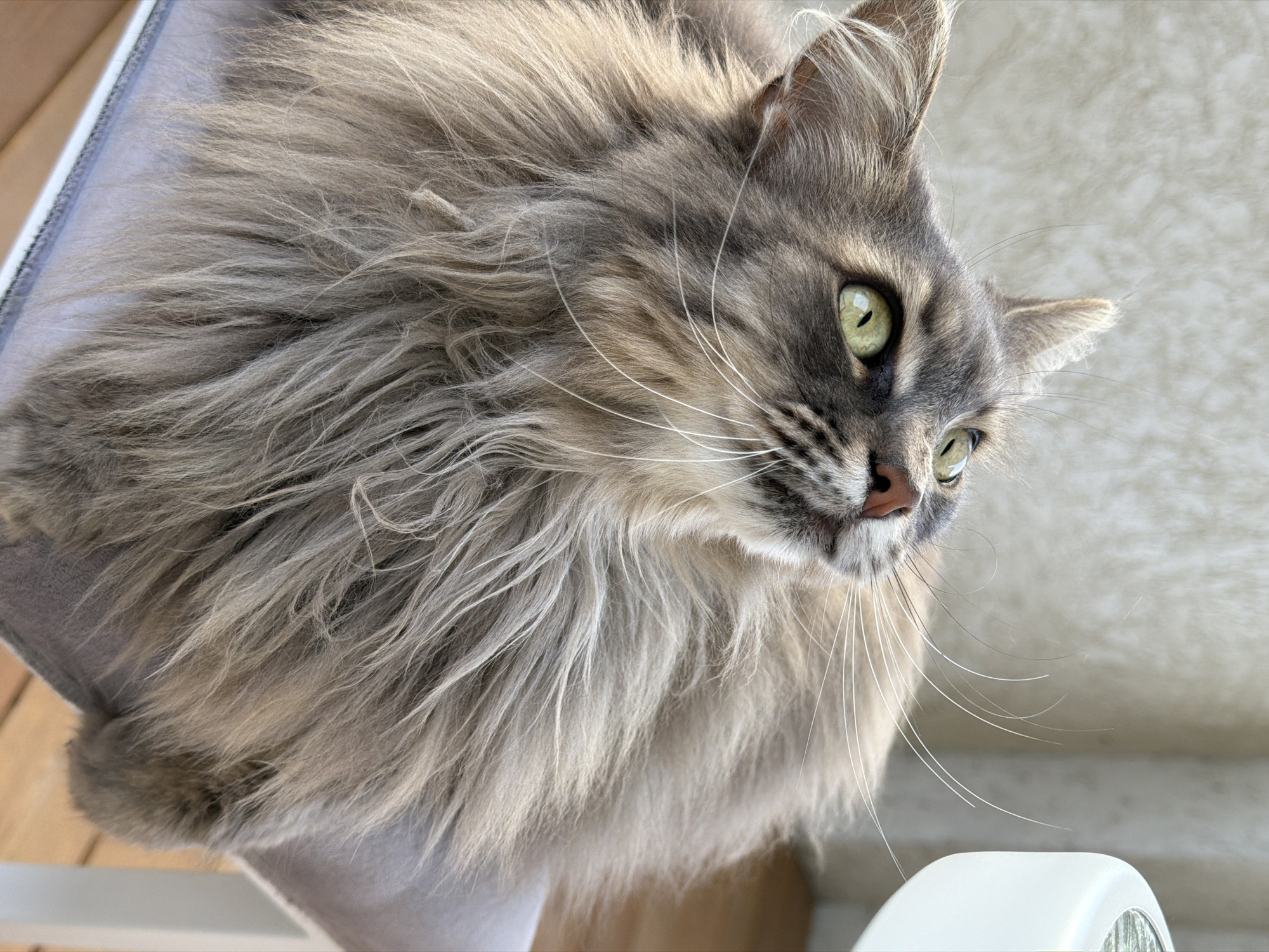 A medium shot depicts a grey and white long-haired cat with green eyes. The cat is positioned on a grey, upholstered cat tree. In the background, a white surface and a glimpse of light-colored wood are visible. A white object is also present in the lower right corner. The location is identified as Rossiyskiy, Russia.