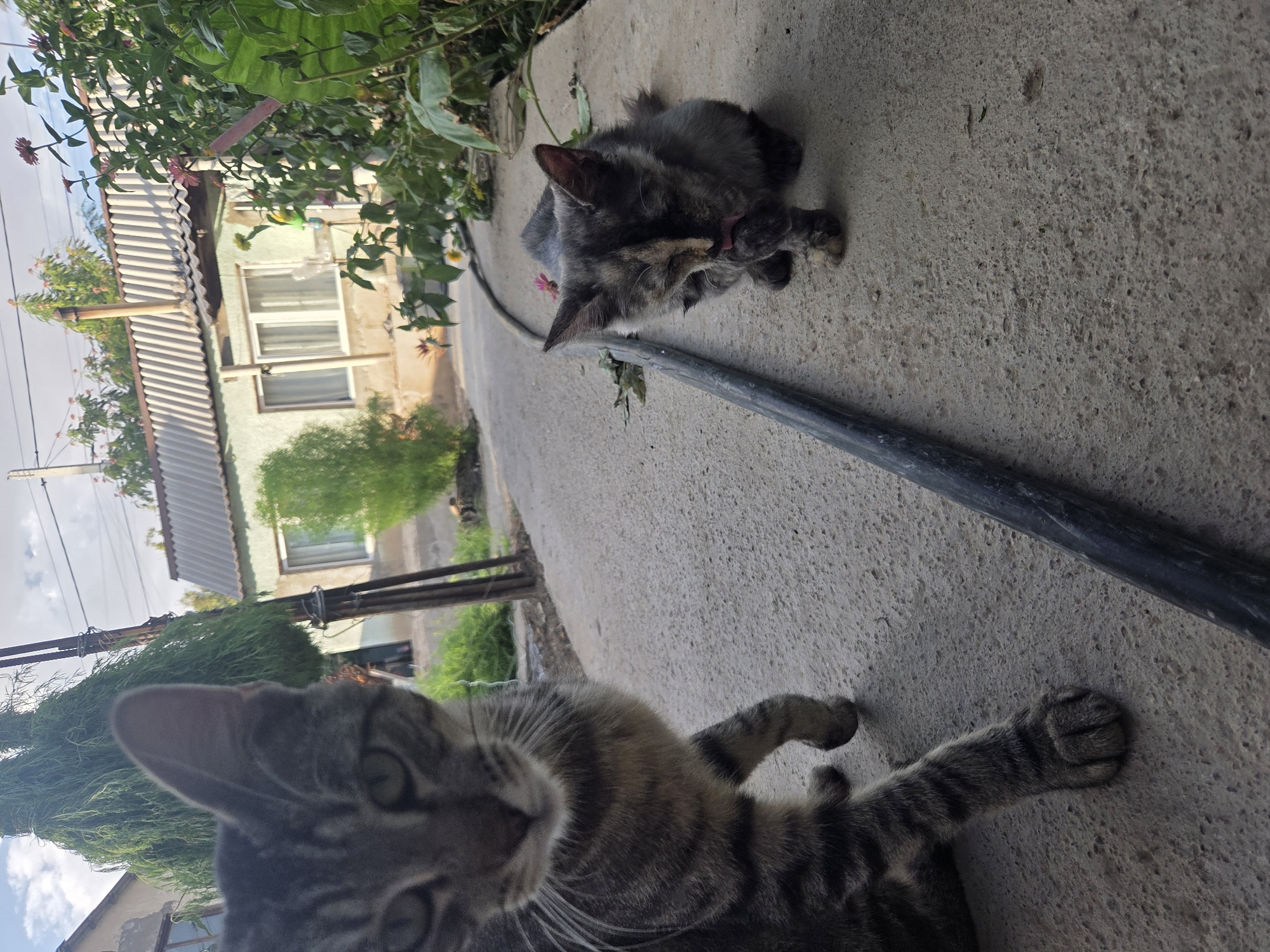 In an outdoor setting, two cats are present. A tabby cat, mostly in the foreground and to the left, is looking towards the camera. To the right and further back, a smaller, tortoiseshell kitten is grooming its paw. Both cats are on a concrete surface, which appears to be a pathway or sidewalk. In the background, a light-colored house with a corrugated metal roof is visible, surrounded by greenery and trees. The sky is partly cloudy. The scene is likely located in a residential area within the city of Shymkent, Kazakhstan, given the architectural style of the house and the surrounding vegetation, which are consistent with the region.