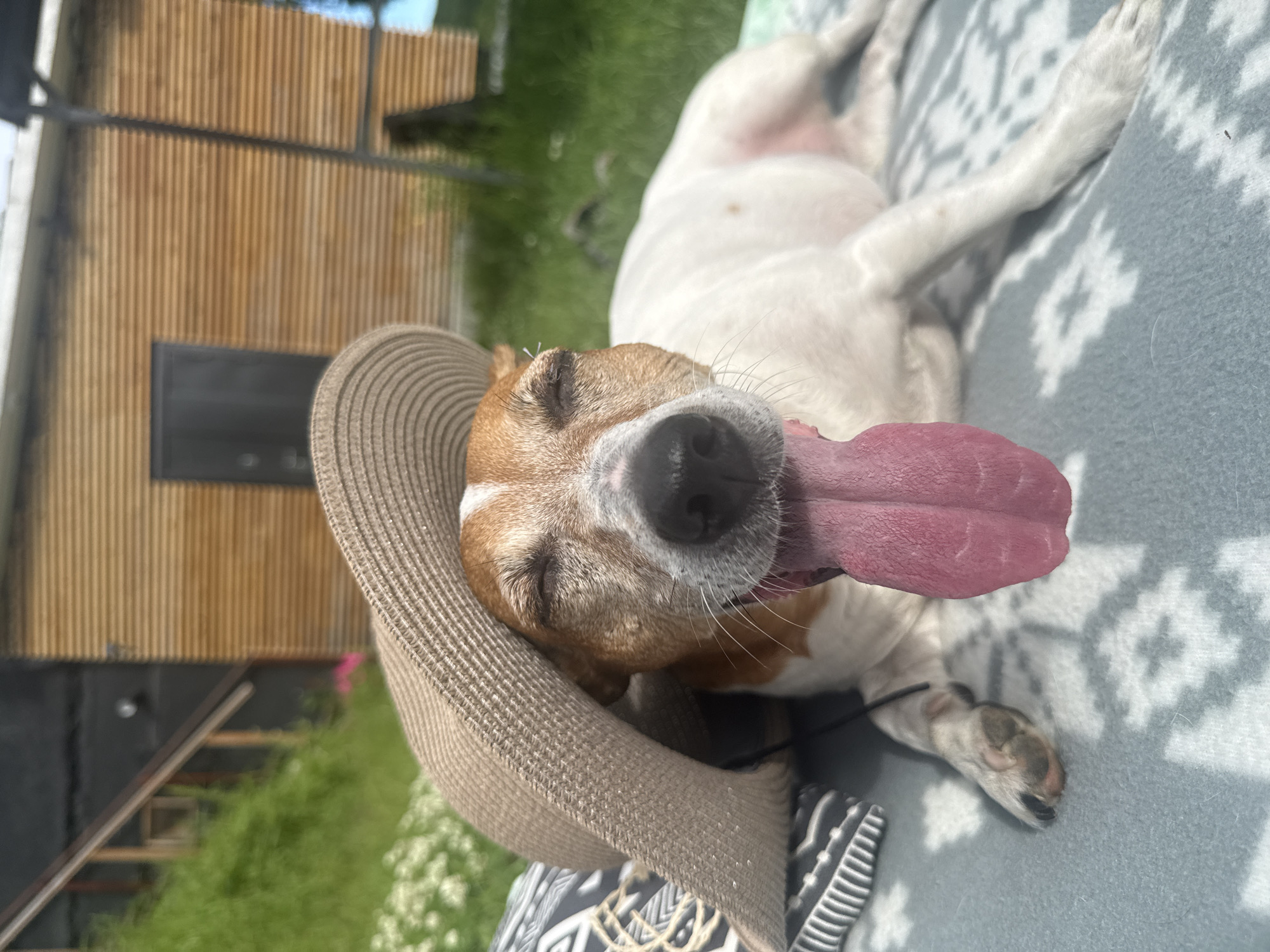 A medium shot captures a Jack Russell Terrier lying down outdoors on a patterned blanket with its eyes closed and tongue hanging out. The dog is wearing a wide-brimmed hat that partially covers its face. The background shows a wooden building with horizontal slats and a grassy slope. The scene appears to be a casual outdoor setting, possibly a yard or park, in Petropavlovsk-Kamchatsky, Russia.