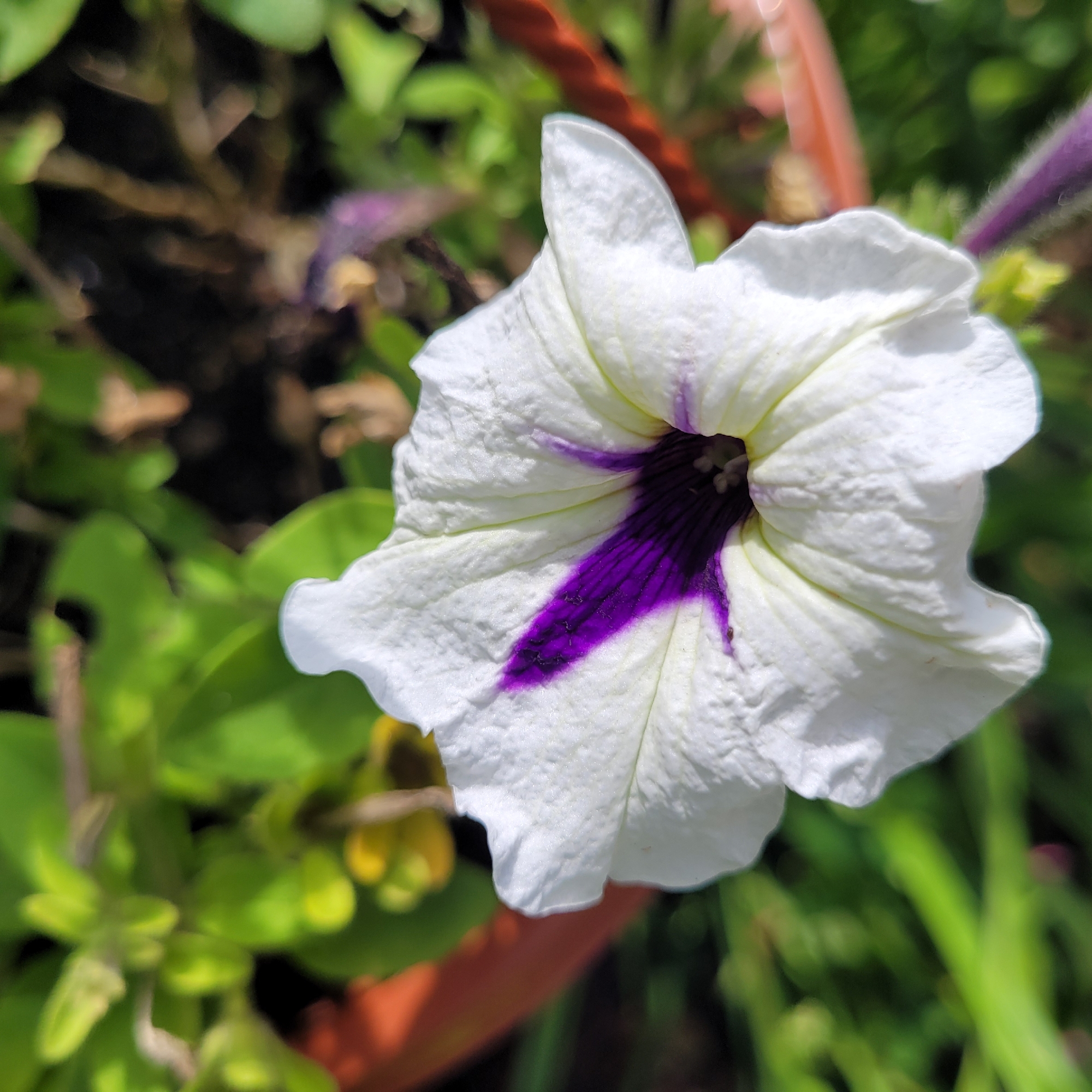 This is a close-up, high-angle photograph of a white petunia flower with a deep purple stripe in the center. The flower is in focus, with its textured petals fanning out. The background is softly blurred, showing green foliage and hints of a brown pot or planter. The lighting suggests it is daytime, with sunlight casting shadows and highlighting the flower's details. The image is centered on the flower, making it the primary subject. There are no people or animals visible. This photograph was taken in Jūrmala, Latvia, likely in a garden or on a balcony, given the presence of the flower and planter.