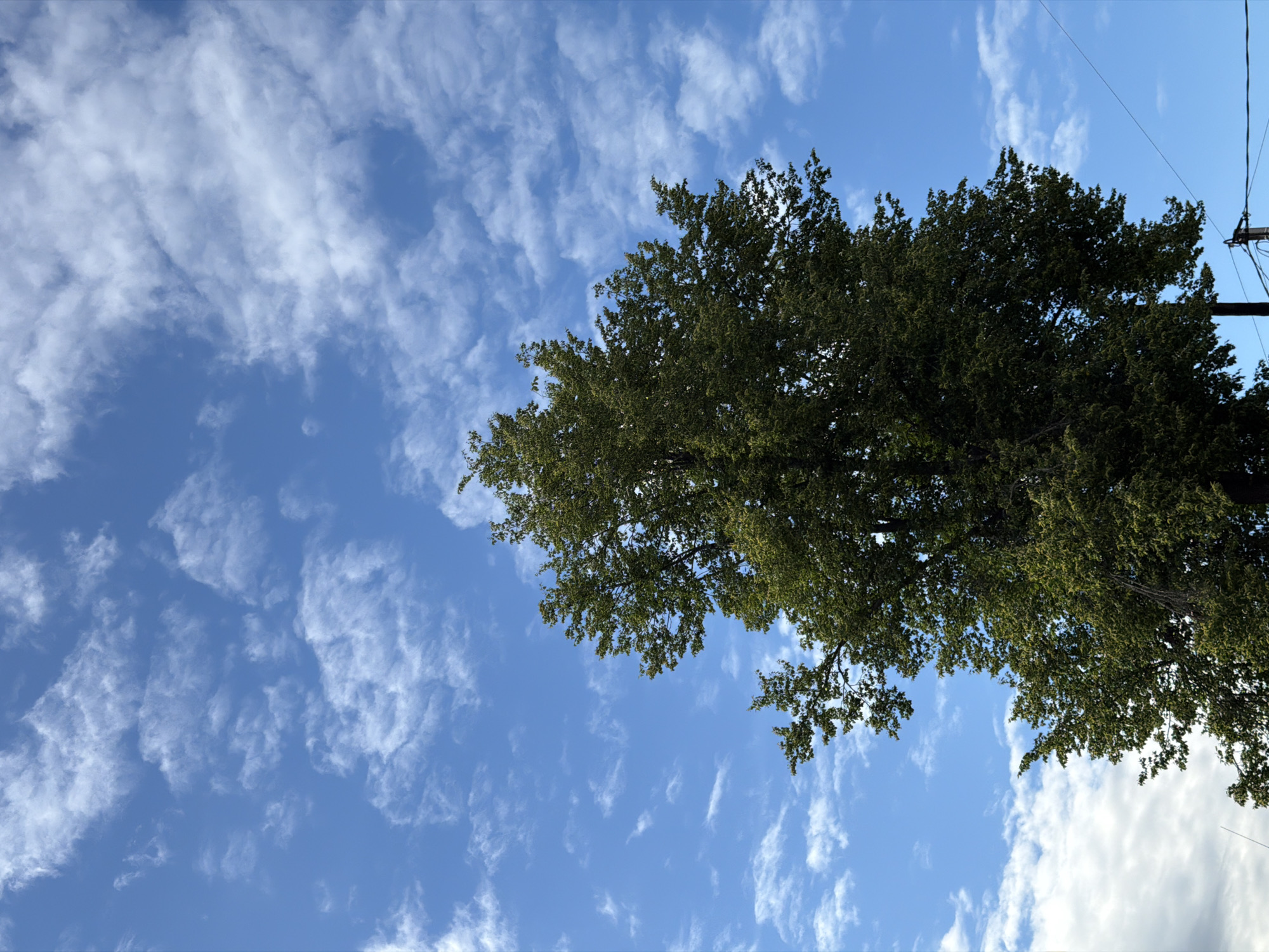This is a medium-shot, low-angle photograph taken outdoors in Moshenskoe, Russia. The image features a dense canopy of green foliage from a large tree dominating the upper right portion of the frame. The tree's leaves are a vibrant green, suggesting it's daytime and the tree is in full leaf.
The sky is a clear, bright blue, partially obscured by wispy, white cirrus clouds that stretch across the upper left of the image. These clouds suggest fair weather. The overall lighting indicates it is daytime, likely late morning or early afternoon due to the brightness of the sky and the shadows within the tree canopy.
In the far upper right corner, a thin black wire and a dark utility pole are visible, hinting at the presence of electrical infrastructure in the vicinity. The scene is serene and natural, with the expansive sky and the lush tree creating a peaceful atmosphere. There is no text visible in the image.