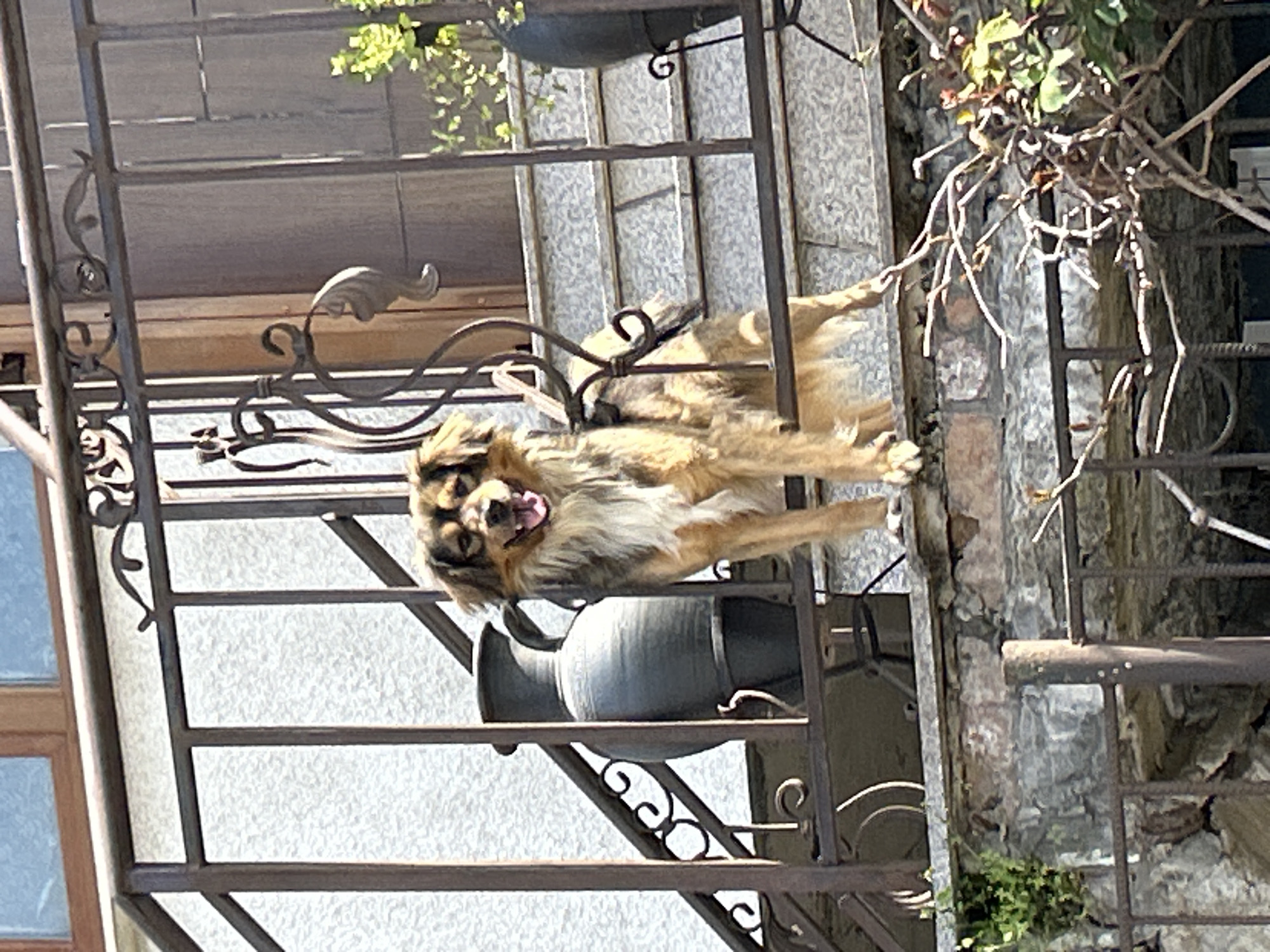 A medium, angled shot depicts a dog perched on an ornate, wrought-iron balcony in Burgas, Bulgaria. The dog, with tan and brown fur, is panting with its tongue visible, and appears to be looking towards the viewer. The balcony has intricate designs and supports two large, gray urns or planters. The background shows a textured wall and foliage. A window is visible behind the balcony. The overall lighting suggests a bright, sunny day.