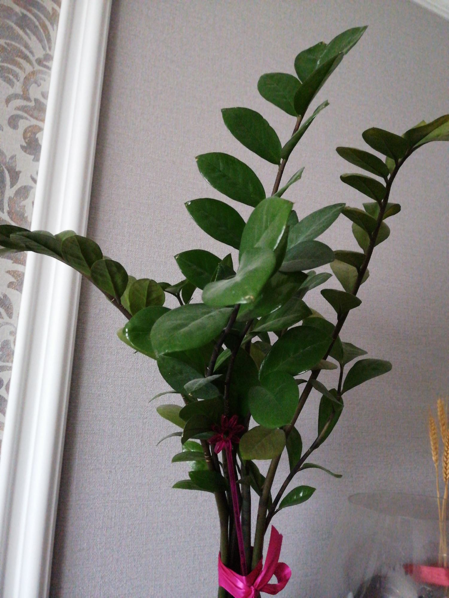 The image shows a close-up of a ZZ plant with vibrant green leaves. The plant's stems are bound together with a bright pink ribbon tied into a bow. In the background, a textured gray wall is visible, and to the left, a portion of a white decorative trim or molding is present. There is also a hint of a patterned wallpaper behind the trim. To the right of the plant, a few stalks of dried wheat are visible in a clear vase, also adorned with a pink ribbon. The overall scene appears to be indoors, possibly in a home or office setting. There is no indication of the city of Mazyr, Belarus, in the provided image.