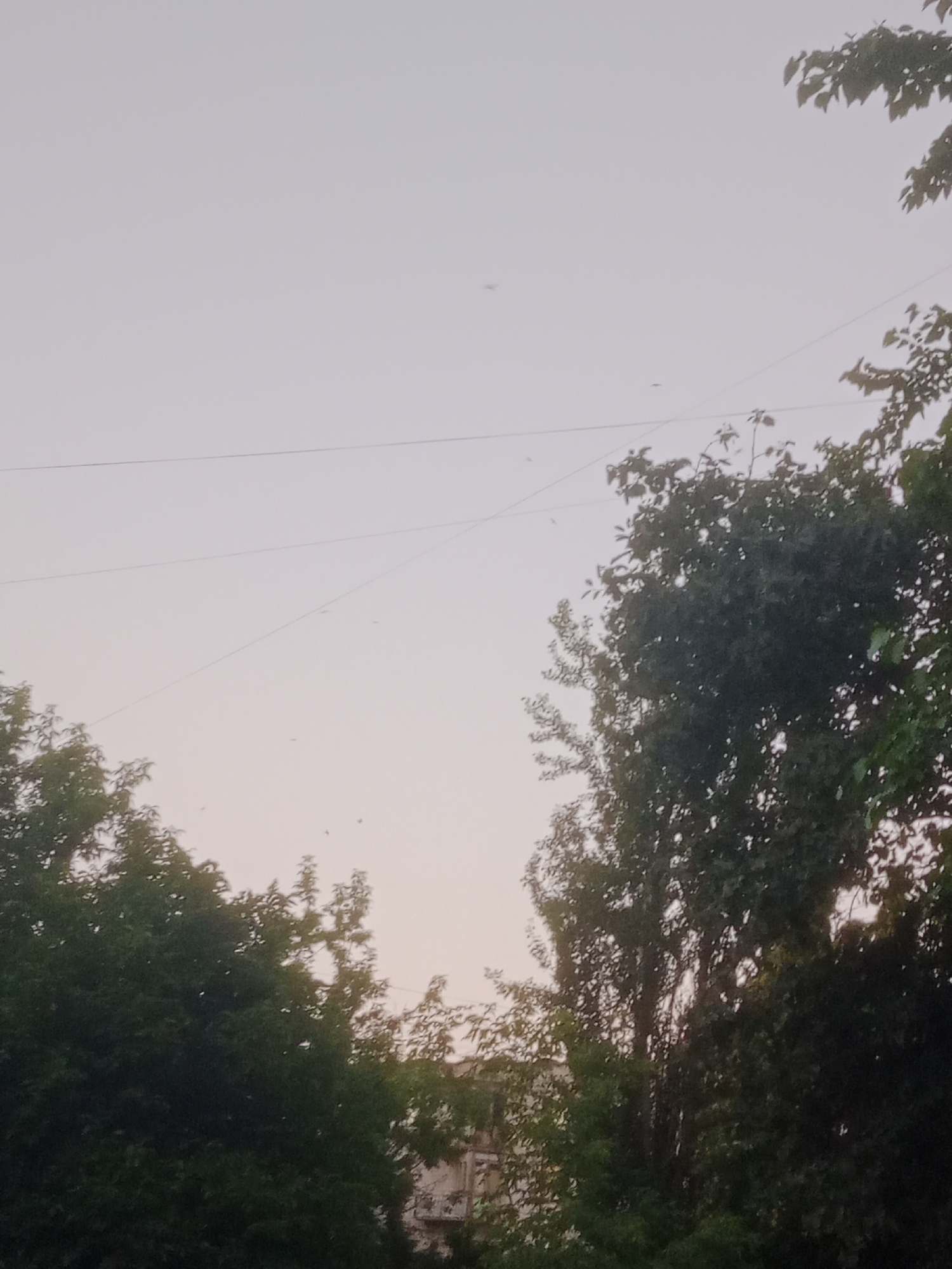The image captures a view of the sky above a city, with trees in the foreground and a faint building structure visible. The sky is a pale, overcast color, suggesting either dawn, dusk, or a cloudy day. Several thin, dark lines, likely power or communication lines, are stretched across the sky. The foliage of several mature trees dominates the lower portion of the frame, with dense green leaves. There are a few small, dark specks scattered in the sky, which could be birds or insects. The overall scene appears to be an urban environment in Horishni Plavni, Ukraine, with nature interspersed between man-made structures.