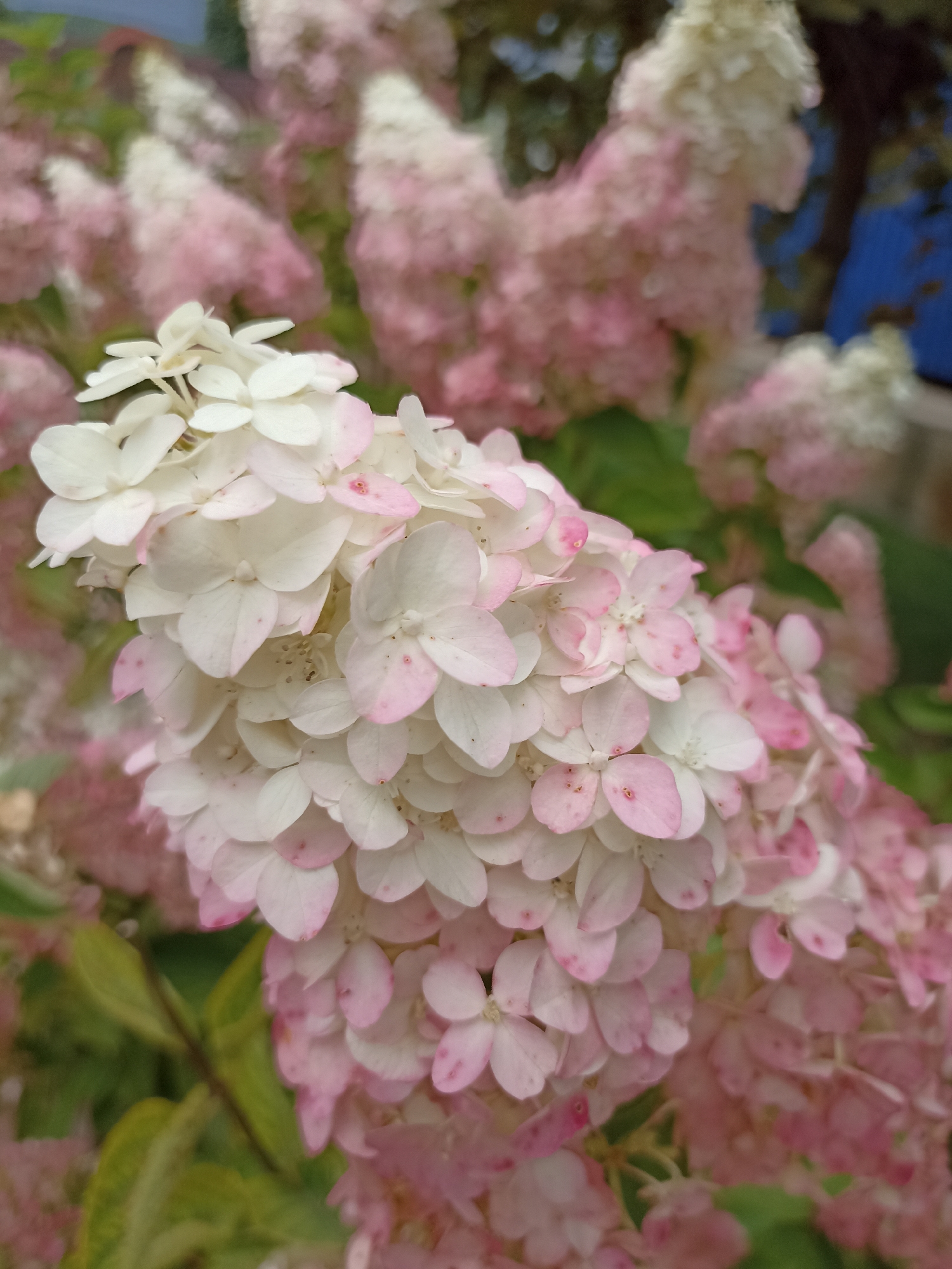 A close-up, eye-level, medium shot captures a cluster of pale pink and white hydrangeas in bloom. The flower heads are composed of numerous small, delicate florets, many of which display tinges of pink, especially towards their edges. Some of the florets are fully white, while others are transitioning to a deeper pink. The flowers are densely packed, forming cone-shaped clusters that are characteristic of hydrangeas. In the background, other hydrangea clusters are visible, appearing softer and more out of focus, with a gradient of color from white at the tips to a deeper pink lower down. Green leaves are interspersed among the flowers. The overall impression is one of lush, natural beauty, suggesting a garden or park setting. The scene is located in Gavrilova Poljana, Russia, a detail that adds context to the natural environment depicted.