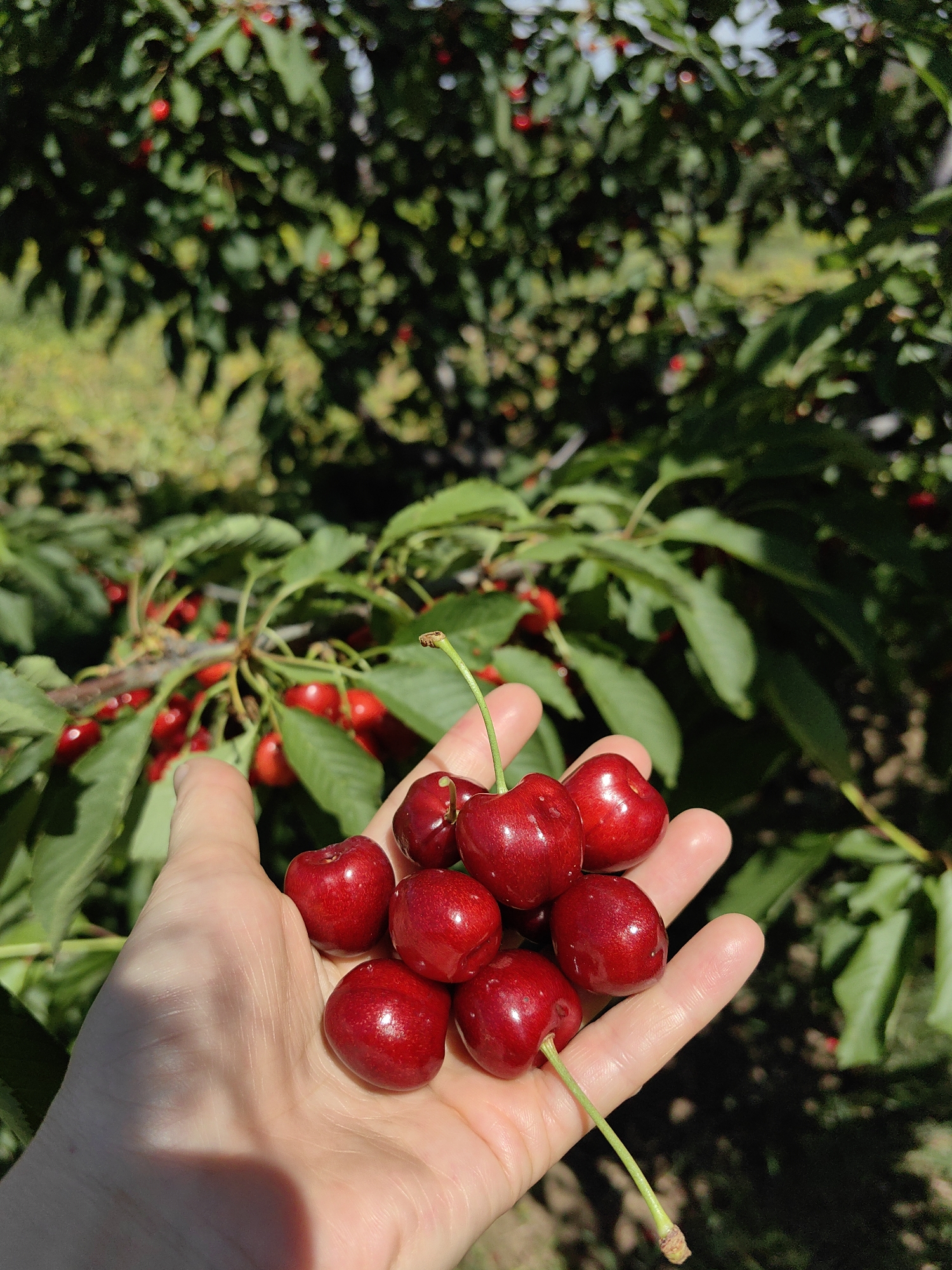 A hand is holding a cluster of ripe red cherries in an orchard on a sunny day. The cherries are dark red, plump, and glossy, with some still attached to their stems. The hand, which appears to be fair-skinned, is cupped, supporting the weight of the fruit. In the background, cherry trees with green leaves and more ripe cherries are visible. The sunlight casts shadows on the hand, indicating a bright outdoor setting. The overall scene evokes a sense of freshness and abundance associated with harvesting fruit.