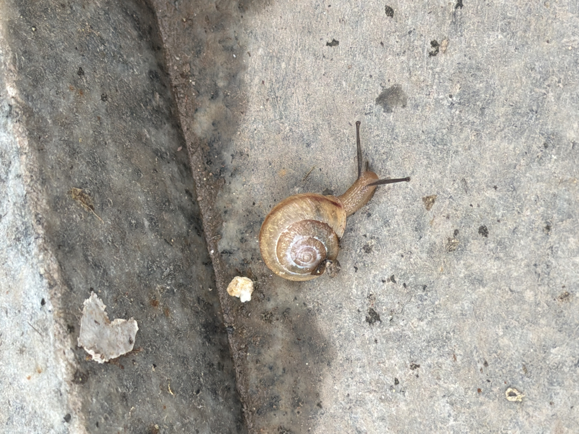 The image shows a snail with a tan-colored shell on a concrete surface. The snail is facing towards the upper right of the frame and has two antennae visible. The concrete surface is textured and stained with dark patches. A small white fragment is located near the edge of the concrete surface. The scene does not obviously identify the exact location as Chongqing High-tech Zone, China, but the presence of concrete and the snail suggest an outdoor urban or semi-urban environment.