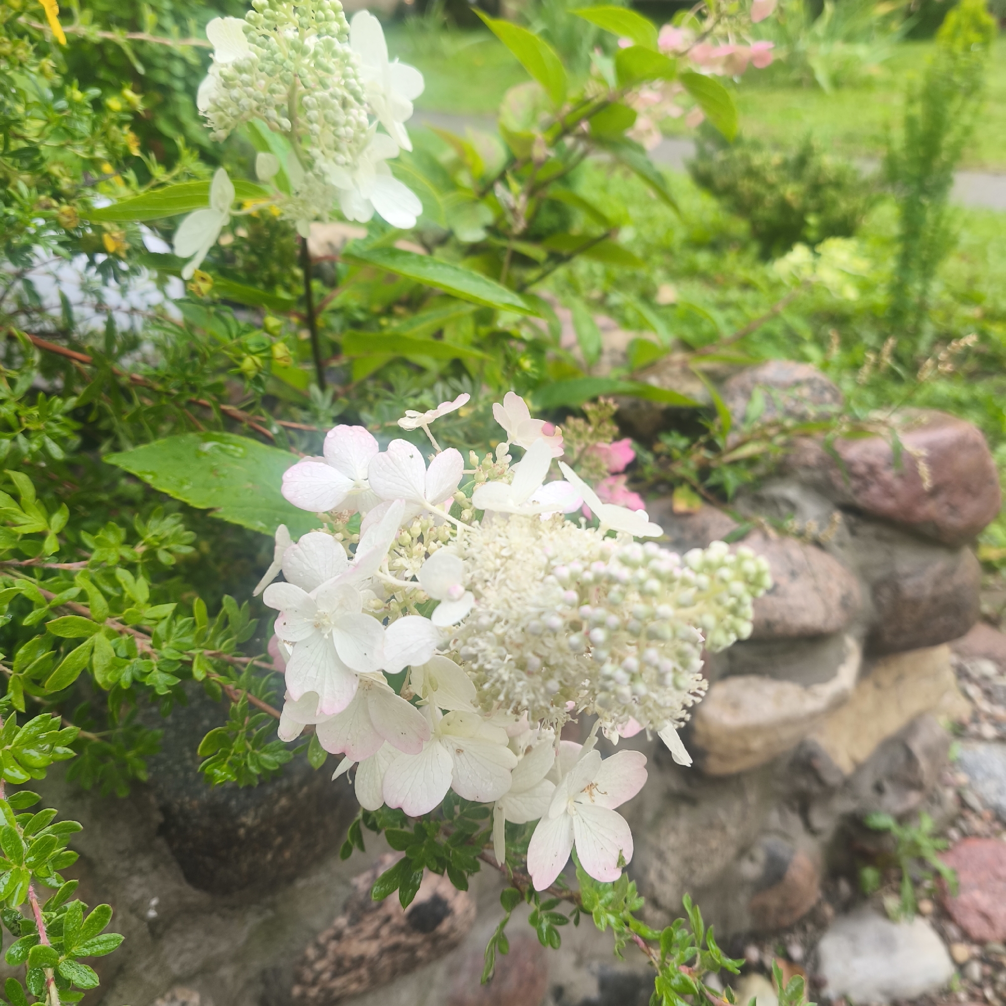 The image shows a close-up of white hydrangeas with delicate pink edges, interspersed with green foliage and a background of a stone wall and more greenery. Water droplets are visible on the petals and leaves, suggesting it may have recently rained. The overall scene is one of a lush, damp garden. There are no people or animals visible in the image. This scene is from the city of Minsk, Belarus.