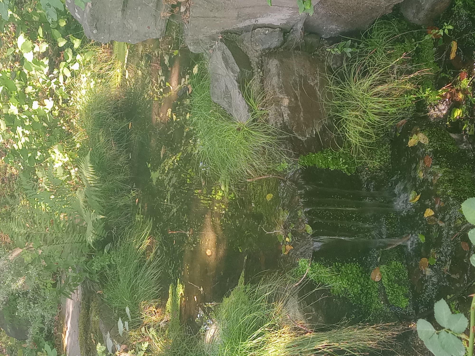 The image depicts a serene natural setting, likely a small pond or water feature within a garden or park. Lush green grass and ferns surround a body of dark water. A small waterfall cascades over moss-covered rocks, creating a gentle flow. Sunlight filters through the dense foliage, casting dappled shadows on the water's surface. The scene is tranquil and verdant, evoking a sense of peace and natural beauty.
This image was taken in the North Rhine-Westphalia region of Germany, specifically in the city of Gelsenkirchen. This particular scene appears to be from the Nordsternpark, a former coal mining site that has been transformed into a vast recreational area and landscape park. The park features numerous gardens, water bodies, and art installations, making it a popular destination for locals and tourists alike. The presence of diverse flora, the water feature, and the rocky elements are consistent with the landscaping found within Nordsternpark.