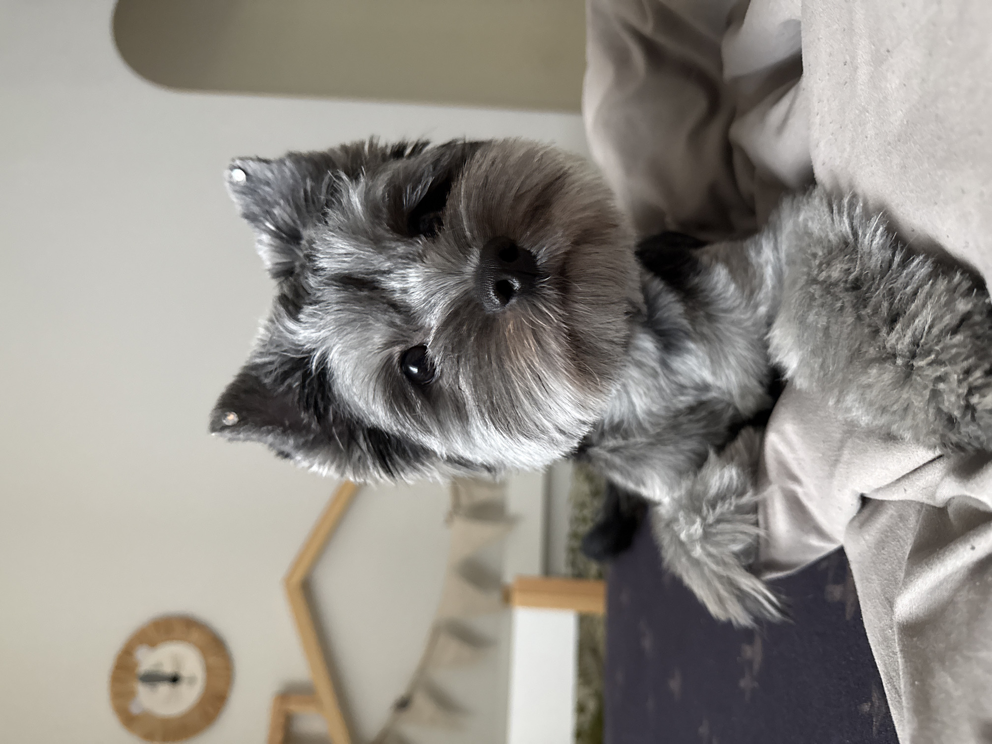 A close-up, eye-level, portrait-oriented shot captures a small, grey dog with prominent facial features resting on a bed. The dog, possibly a Yorkshire Terrier or similar breed, has dark eyes, a black nose, and shaggy fur. It is adorned with two small, sparkling accessories, one on each ear. The background is softly blurred, revealing a muted color palette. To the left, a wooden child's house-shaped shelf is visible, with a circular wooden decoration featuring a lion's face hanging on the wall above it. A string of light-colored fabric bunting hangs from the shelf. The dog is positioned on a dark navy bedspread patterned with subtle stars, partially covered by a light grey duvet. The overall scene suggests an indoor, domestic setting. The image does not contain any elements that indicate a specific location in the city of Chaikovsky, Russia.