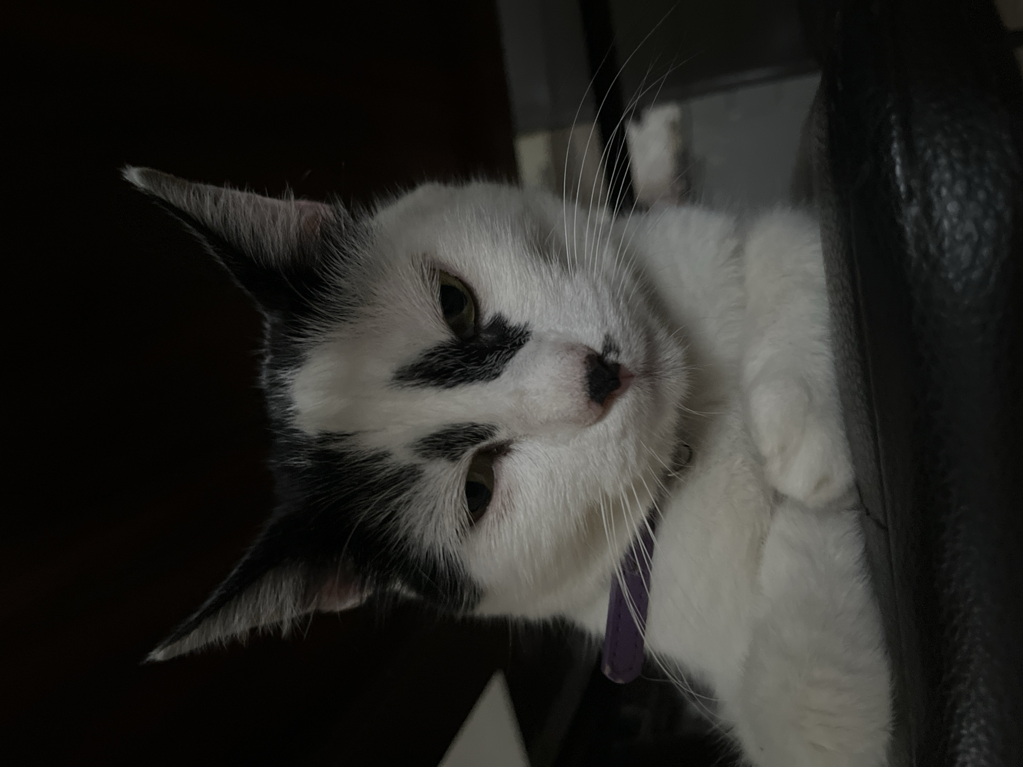 A low-angle, head-on, medium shot shows a black and white cat looking down at the viewer from a dark, indoor setting. The cat has white fur with black markings on its head and ears, including a large black patch over its left eye. It is wearing a purple collar. The cat's front paws are tucked neatly under its chest. The background is dark, with some blurred objects visible behind the cat. The scene appears to be a domestic environment, with no specific indicators of being in Ureki, Georgia.