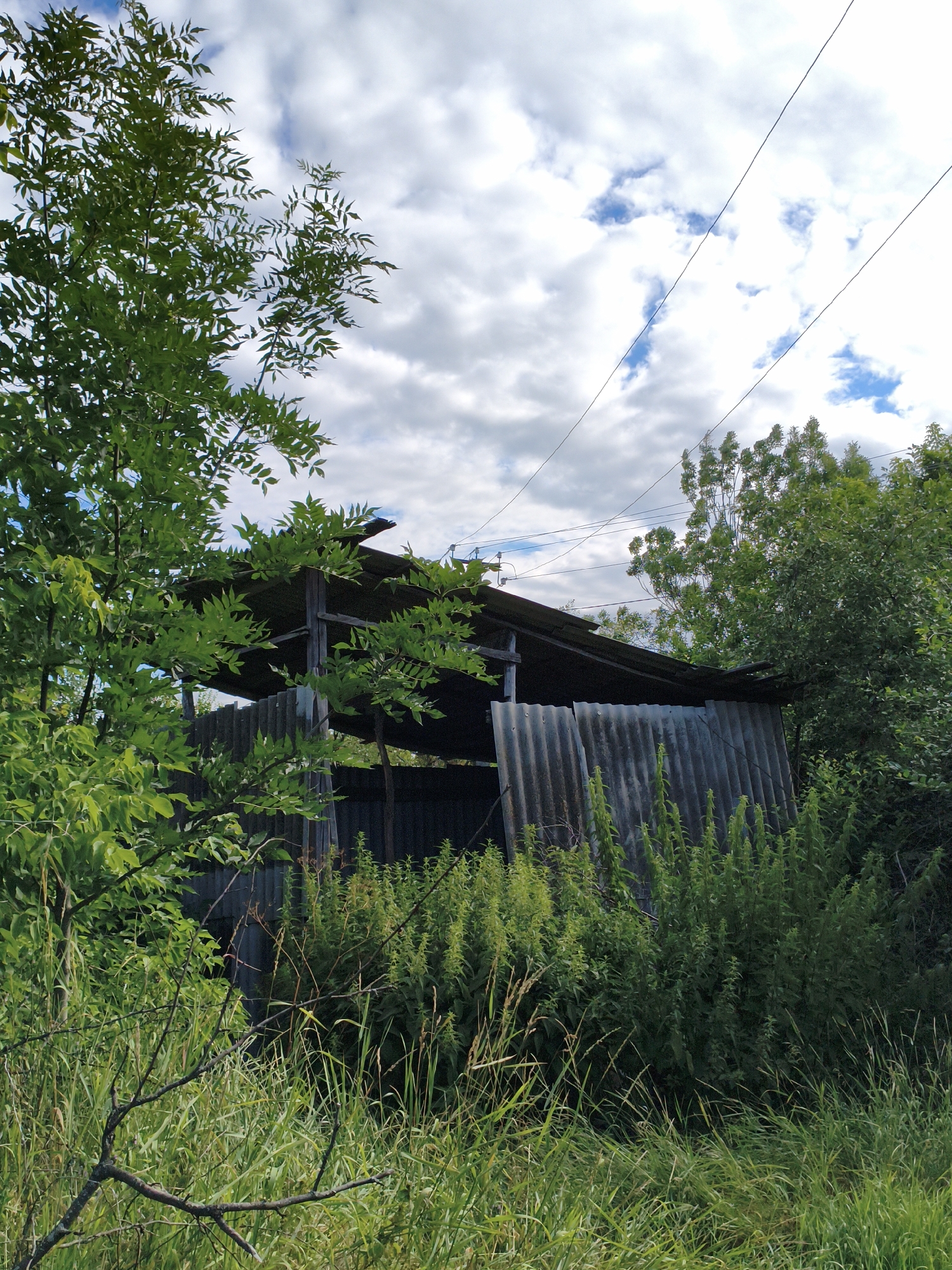 In the village of Ustyvytsia, Ukraine, an abandoned, corrugated metal shed stands partially obscured by overgrown vegetation. The shed's roof is sagging, and its walls are weathered. Tall grass and leafy plants surround the structure, with a larger tree to the left and a dense stand of trees to the right. Overhead, utility wires stretch across a cloudy sky. The scene depicts a neglected area with elements of nature reclaiming an old structure.