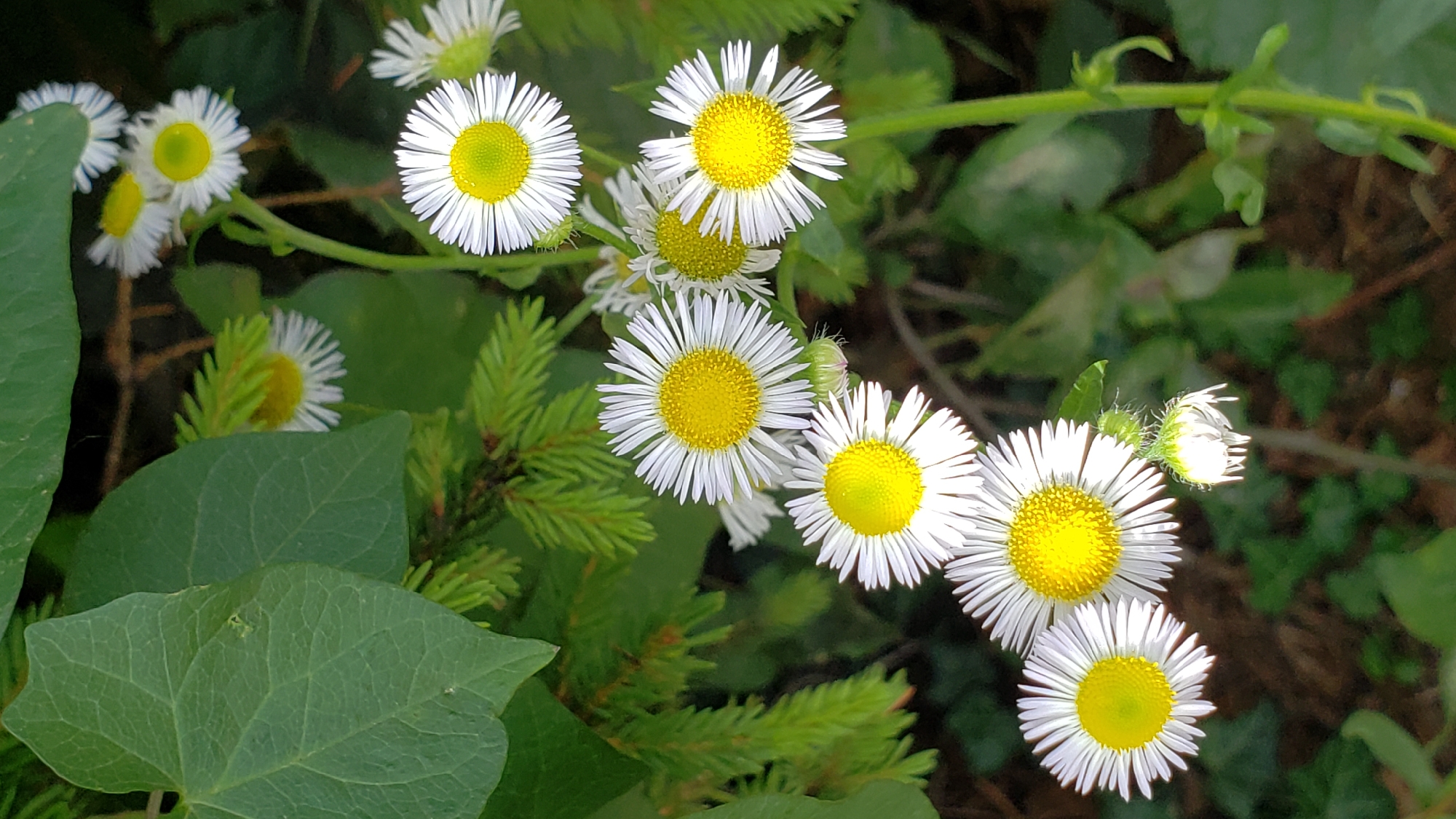 This is a close-up, vertical shot of several daisy-like flowers with yellow centers and white petals, possibly in bloom. The flowers are set against a backdrop of green foliage, including large, heart-shaped leaves and the needles of a coniferous tree. The lighting is natural, suggesting an outdoor setting. The image was taken in Prešov, Slovakia, likely in a park or garden, given the presence of manicured greenery and flowers. There are no people or animals visible in the image, and no specific action is depicted. The focus is entirely on the floral subjects and their immediate surroundings.