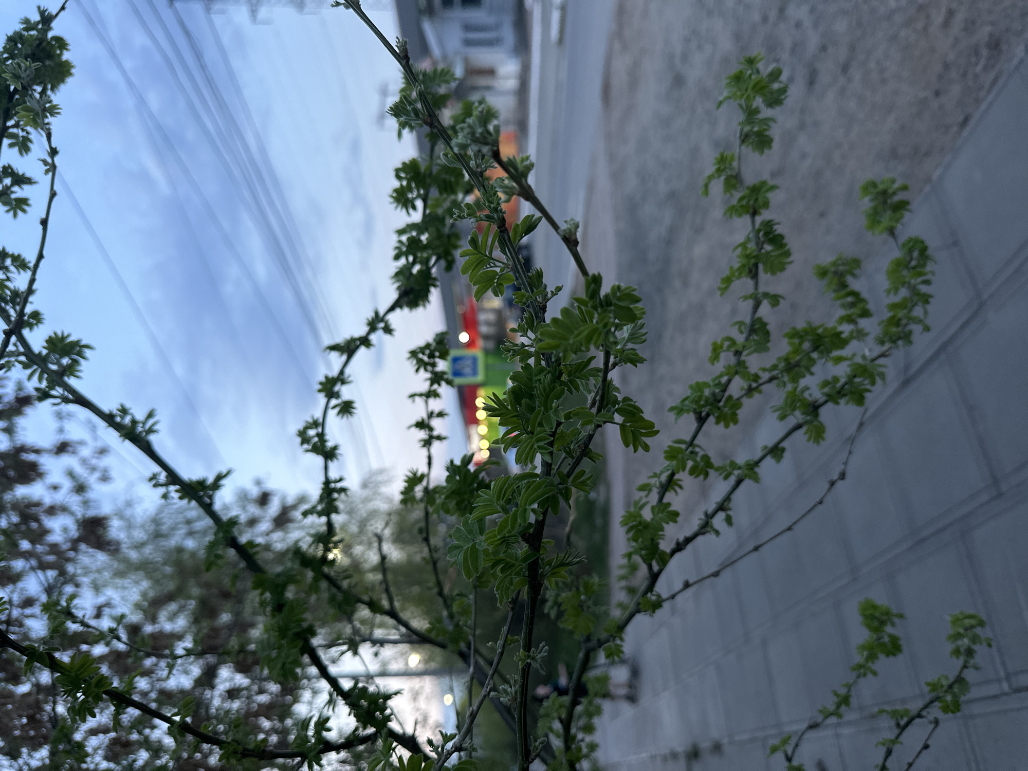 The image shows a tree branch with green leaves in the foreground. In the background, a blurred urban scene with a road, a pedestrian crossing sign, and buildings are visible. The image was taken outdoors, likely in the city of Chaikovsky, Russia. The sky is overcast and it is likely twilight. The tree is located near a concrete wall.