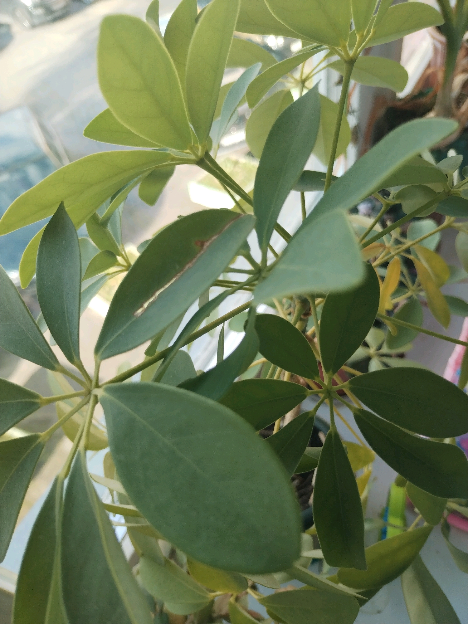 The image is a close-up, overhead shot of a Schefflera plant, also known as an umbrella tree, with its characteristic palmate leaves. The plant is vibrant green, with some slight browning on one of the leaves. The background is blurred, but suggests an indoor setting with a window offering a view of the outdoors, possibly a street scene with some out-of-focus vehicles. The lighting indicates it is daytime, with natural light coming from the window. There are no people or animals visible in the image. The composition focuses entirely on the plant itself. There is no information in the image that can be used to determine its location in Baranavichy, Belarus.