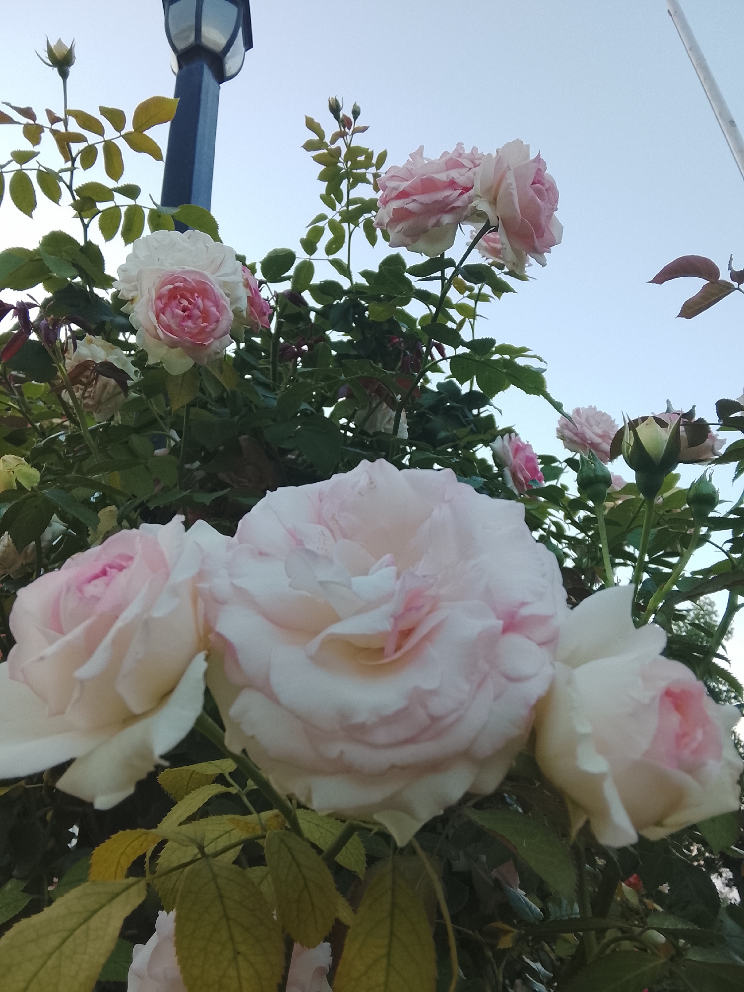 A low-angle, close-up outdoor shot features several light pink and white roses blooming against a clear sky, with a lamppost partially visible in the upper left quadrant. The roses vary in bloom, with some fully open and others still as buds. The leaves of the rose bushes are green and appear healthy. The lamppost, made of dark metal with a glass lantern, is positioned vertically and slightly off-center. The scene appears to be a public space, possibly a garden or park in Nesebar, Bulgaria, given the context. No people or animals are present in the frame.