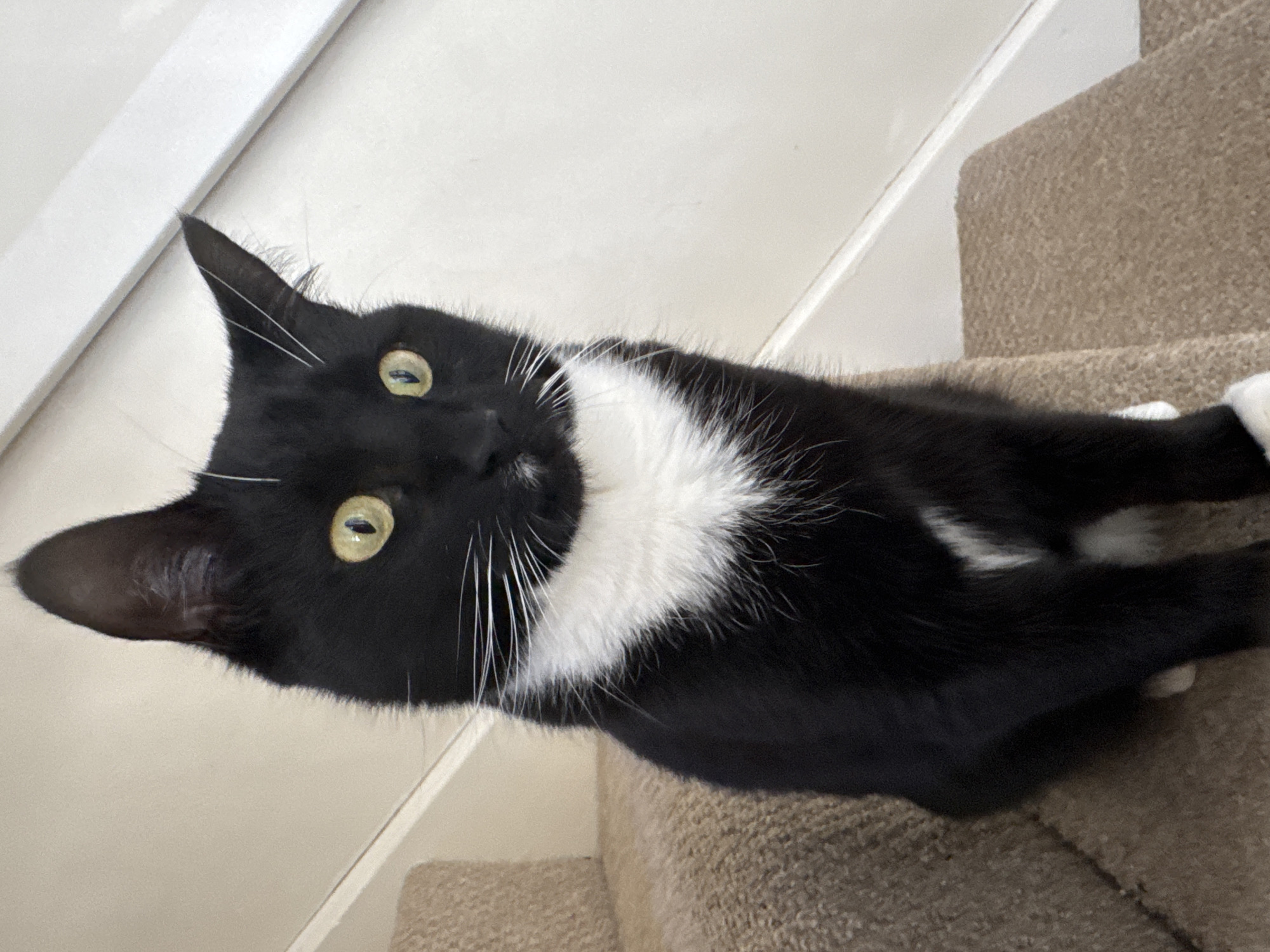 A black and white tuxedo cat is lying on a carpeted staircase. The cat is positioned with its head facing the camera, its green-yellow eyes wide and alert. Its white bib extends down its chest. The cat's body stretches back along the steps, with a glimpse of a white paw at the edge of the frame. The background includes a white wall running alongside the staircase. There is no way to confirm location.