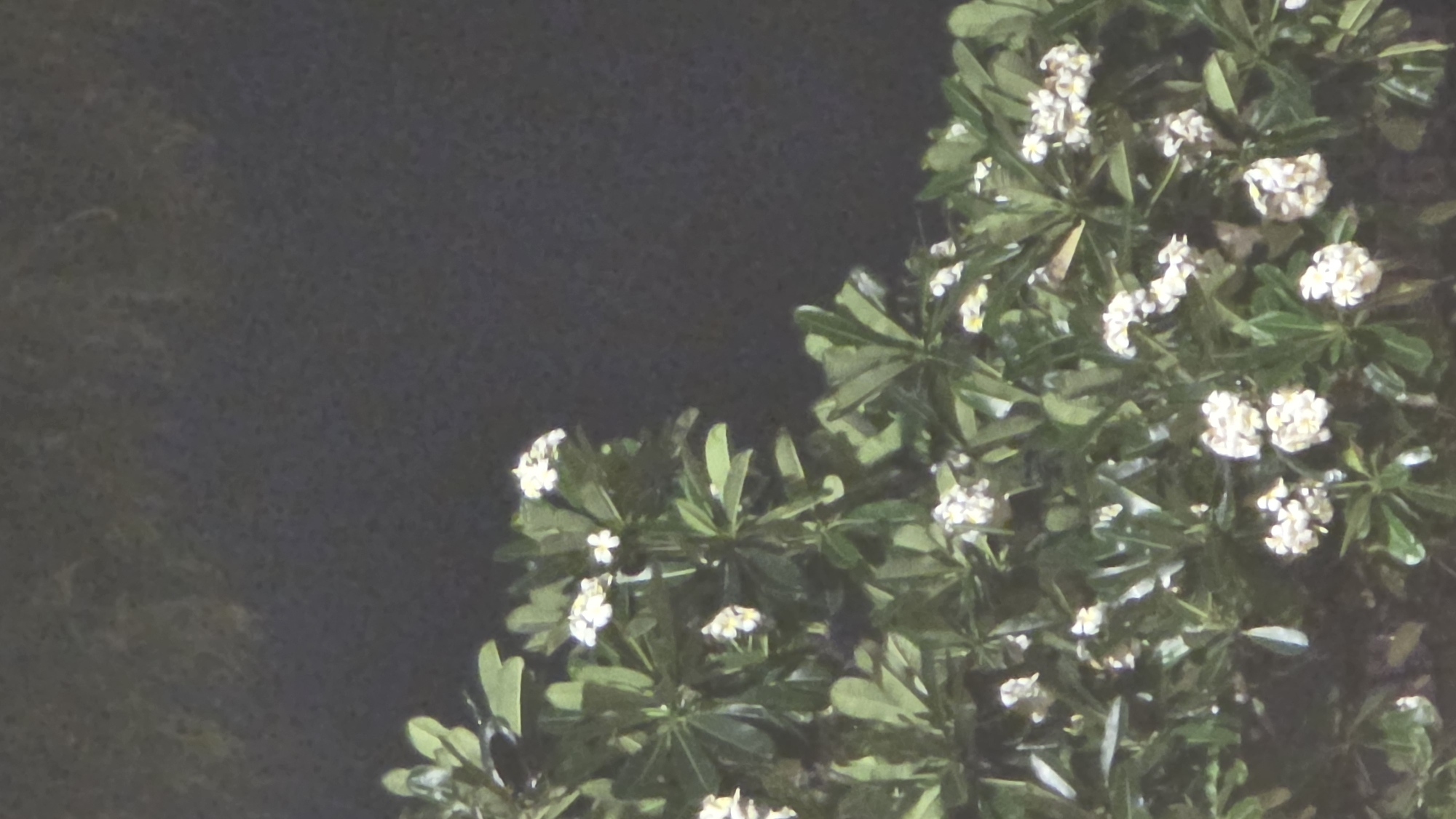 The image depicts a cluster of plumeria flowers and green leaves against a dark background. The flowers are small and white, grouped in bunches amongst the foliage. The lighting suggests it is nighttime or a dimly lit area. The scene is likely from the city of Nha Trang, Vietnam, given plumeria's prevalence in tropical regions.