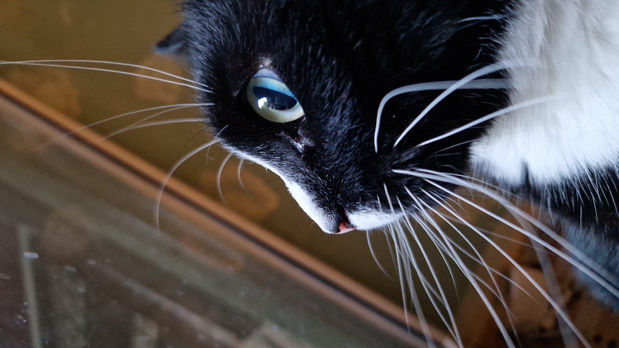 A close-up, profile view of a black and white cat's face is captured. The cat is looking to the left, with its right eye, which is a striking blue and green, clearly visible. Long, white whiskers fan out from its muzzle. The cat's fur is predominantly black with a white chest and muzzle. The background is softly blurred, showing diagonal lines of brown and grey, suggesting a window frame or architectural element. There is no indication of the city of Riga, Latvia in the image.