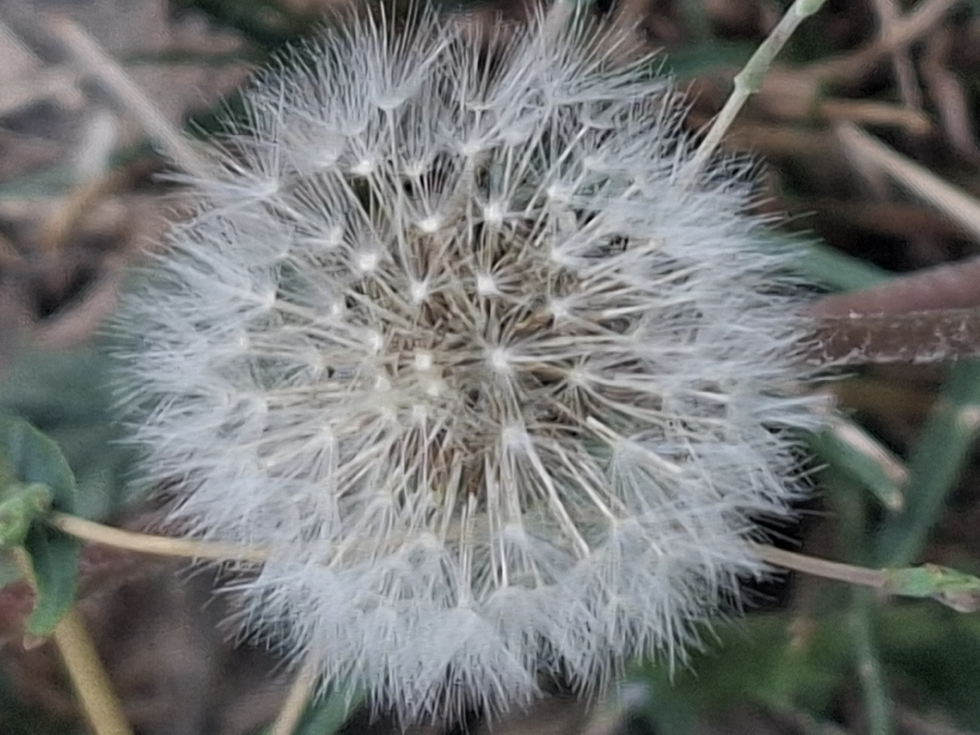 The image shows a close-up, shallow depth of field shot of a dandelion seed head. The seeds are white and fluffy, radiating outwards from a central point. The background is blurred and consists of green foliage and brown organic matter, suggesting an outdoor, natural setting. There are no people or man-made structures visible in the image. The specific location in Almaty, Kazakhstan, cannot be determined from the provided image.