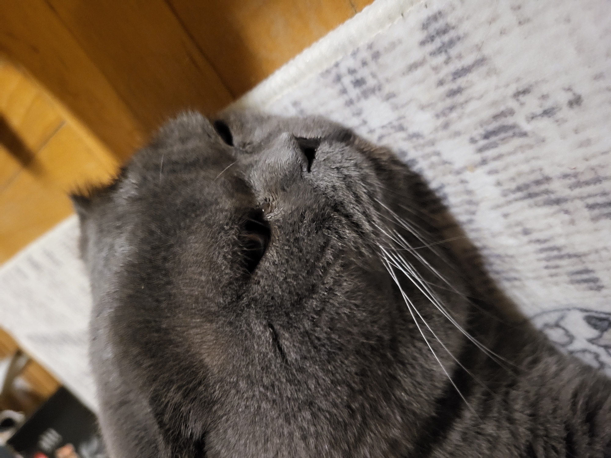 A close-up photograph shows a gray cat lying on a patterned surface. The cat is oriented in a way that the top of its head and whiskers are prominently visible. Part of a wooden surface can be seen in the upper left corner. The background is out of focus. The location is unknown.