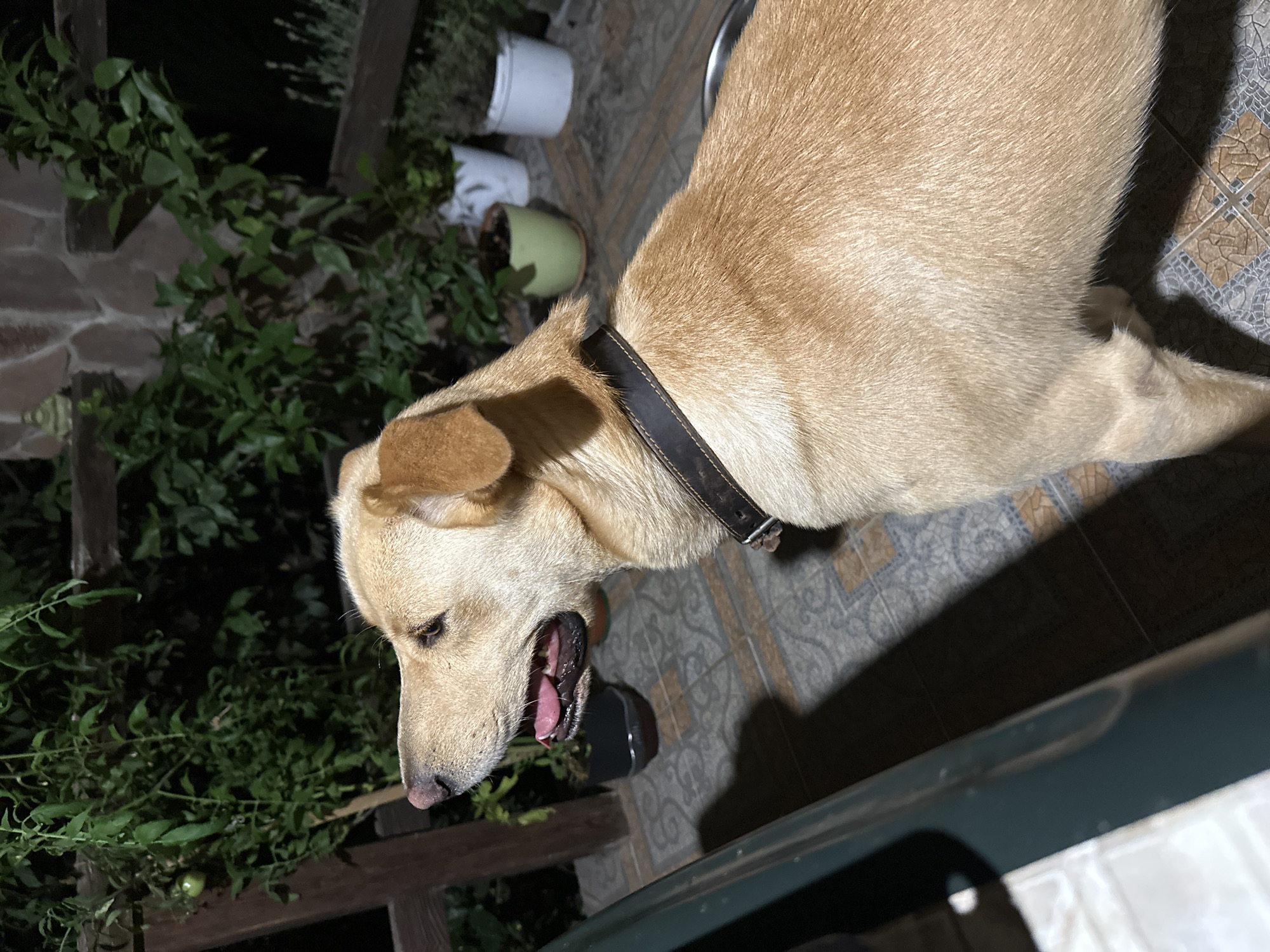 A light-colored dog with its mouth open and tongue visible stands on a tiled patio outdoors at night. The dog is wearing a dark collar. In the background, there are potted plants and a wooden fence. The scene appears to be a balcony or patio area, possibly in a residential setting. The lighting suggests it is evening or night. There is no indication of the city of Sochi, Russia.