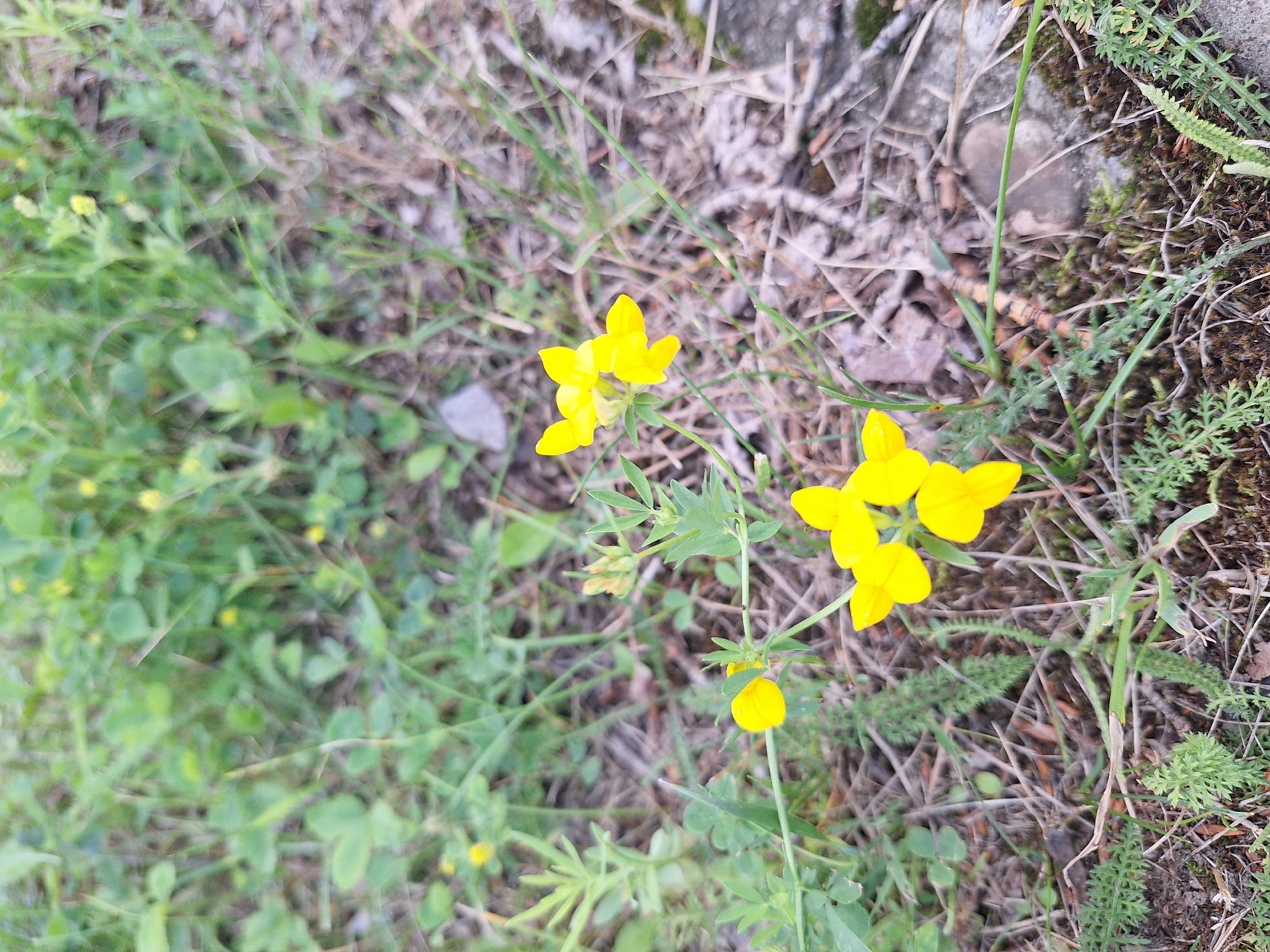 A close-up, eye-level shot captures a cluster of small, yellow wildflowers blooming amongst dry grass and green foliage. The flowers are bright yellow with delicate petals, some appearing slightly cupped. The surrounding environment is earthy and natural, with a mix of green leaves, dried stalks, and pebbles visible. In the background, the scene is blurred, suggesting a focus on the foreground flora. The image appears to be taken outdoors in a natural setting, possibly a field or roadside in the city of Atamanovka, Russia. There are no people or animals present in the frame.