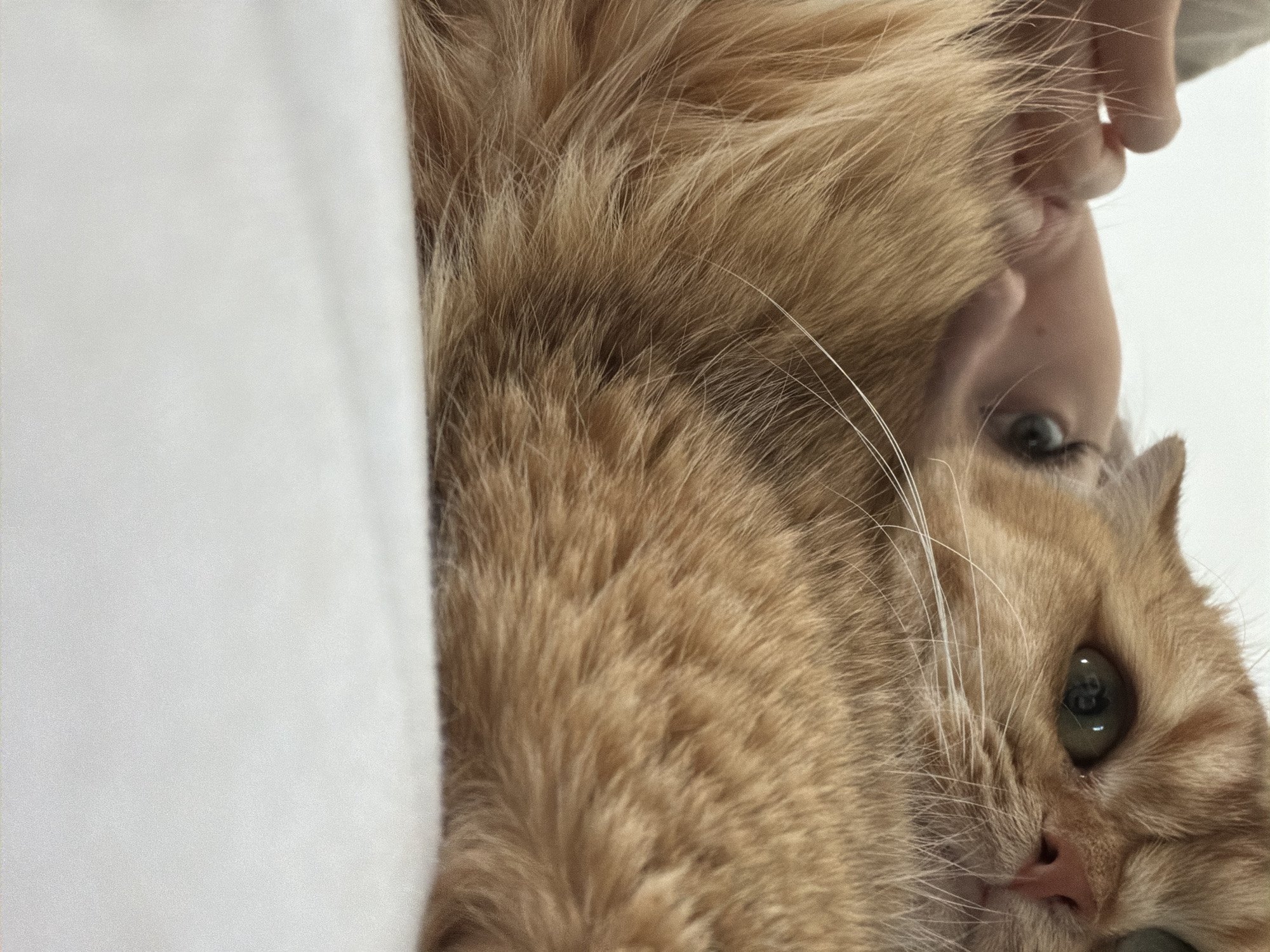 A close-up, indoor shot shows an orange cat lying on a white surface. The cat's head is in the upper right of the frame, with its green eyes looking towards the left. A human hand is visible in the upper left corner, gently touching the cat's face. The lighting is soft and diffused, with the background being a bright, solid white.