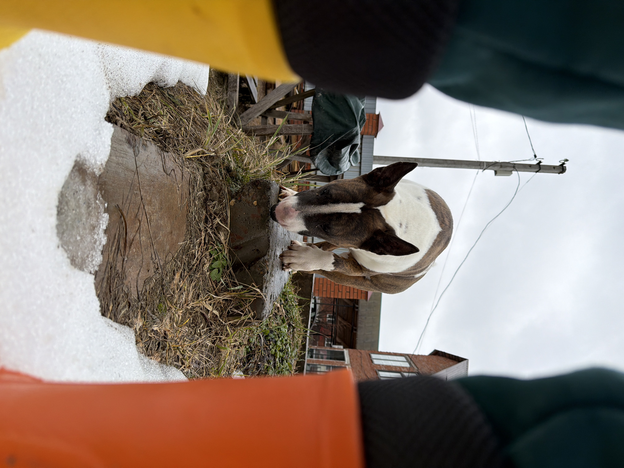A brindle and white bull terrier drinks from a small puddle in a thawing patch of snow and dead vegetation in the city of Chaikovsky, Russia. The dog is near a worn concrete curb. A residential area with brick buildings and utility poles is visible in the background. The perspective is from between a pair of objects, possibly boots. One is yellow, and the other is orange.