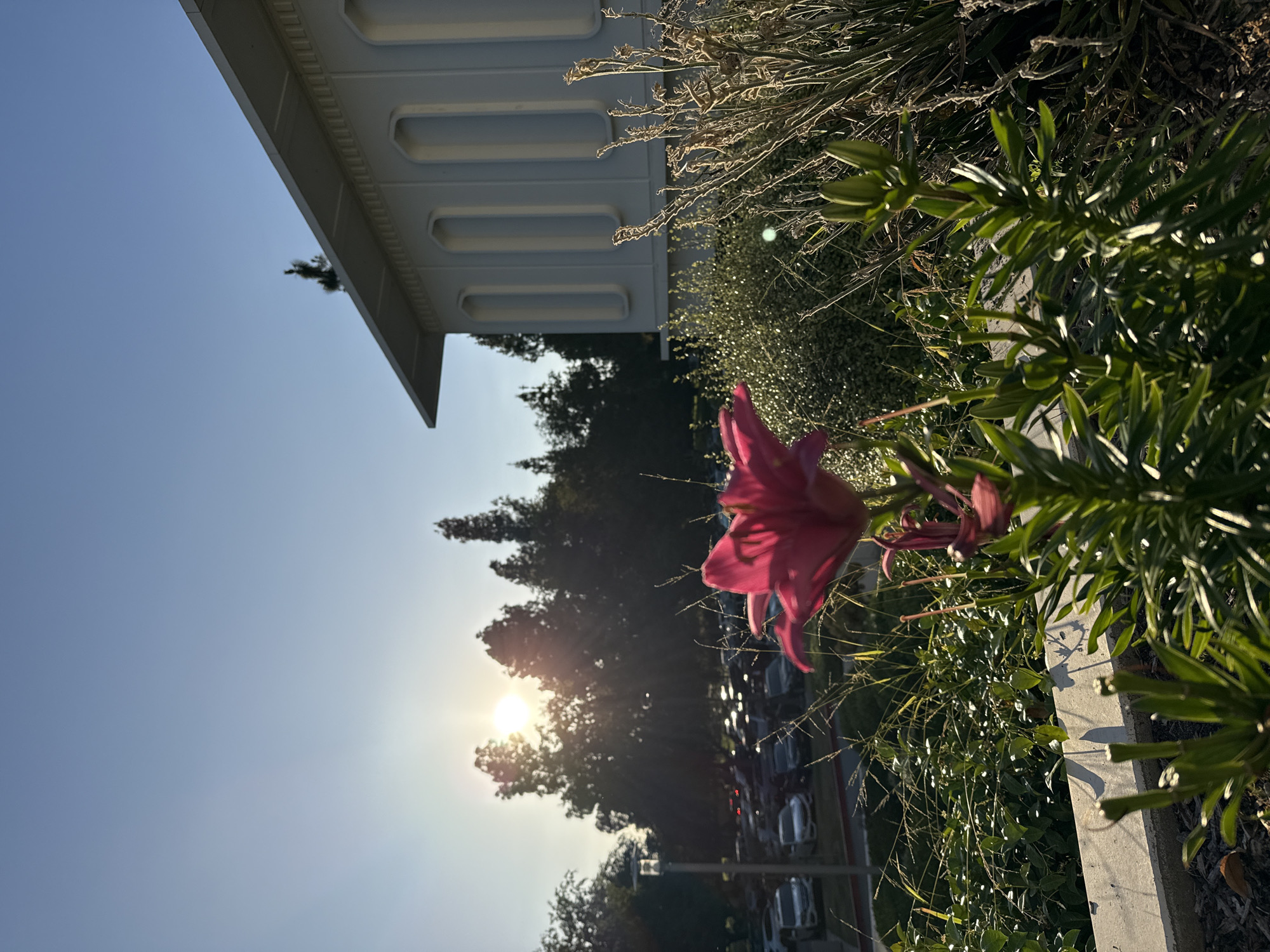 A bright pink lily is in the foreground of this outdoor shot, with a building and a parking lot in the background. The sun is setting behind the trees, casting a warm glow over the scene. The building is white with arched windows. The parking lot is filled with cars. The lily is in full bloom, with its petals spread open. There are also several lily buds on the stem. The scene is peaceful and serene. The location is in the city of Glendale, United States of America.