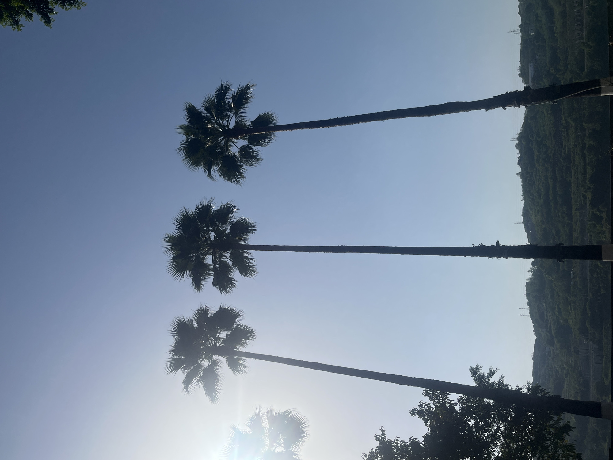 The image presents a serene upward view of a bright, clear blue sky, dominated by the silhouettes of three tall palm trees. Each palm tree has a slender, elongated trunk and a crown of distinctively fanned fronds. Due to the image's vertical orientation, these trees appear diagonally across the frame.
The sun is positioned towards the bottom-left, creating a strong backlighting effect that causes the palm trees and some foreground foliage to appear in dark silhouette against the luminous sky. A noticeable lens flare emanates from the lower portion of the image, suggesting the sun's direct presence.
In the mid-ground and background, a large, rolling hillside or mountain range is visible, covered densely with green trees and vegetation. Faint structures, possibly utility poles or power transmission towers, can be seen along the ridge of the distant hills. Additional, undefined tree foliage is partially visible along the top and bottom edges of the frame.
The sky is a uniform, light azure, indicating fair weather with no clouds. No specific activity or event is depicted, and no text is visible. The scene captures a peaceful, sunny natural landscape, consistent with the location context of Jiangjin, China.