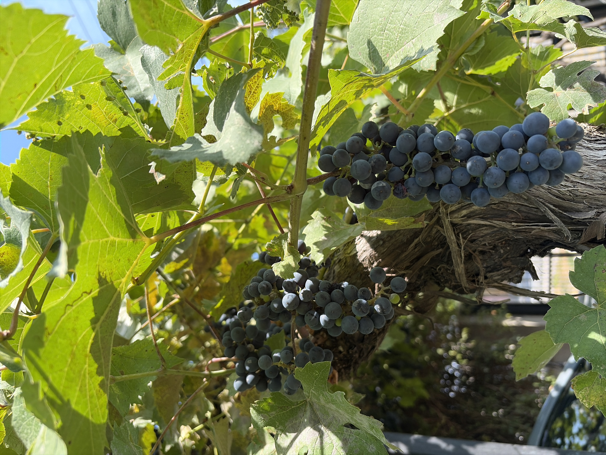 This is a close-up, low-angle, outdoor photograph of a grapevine laden with dark purple grapes. The grapes are clustered together, some appearing ripe and plump, while others are smaller and less developed. The leaves of the vine are predominantly green, with some showing signs of yellowing and browning, suggesting the progression towards autumn. Sunlight filters through the leaves, creating dappled shadows and highlighting the texture of the foliage and the rough bark of the vine's trunk. In the background, out of focus, are hints of other greenery and a blue sky. The image is located in the city of Oxentea, Moldova.