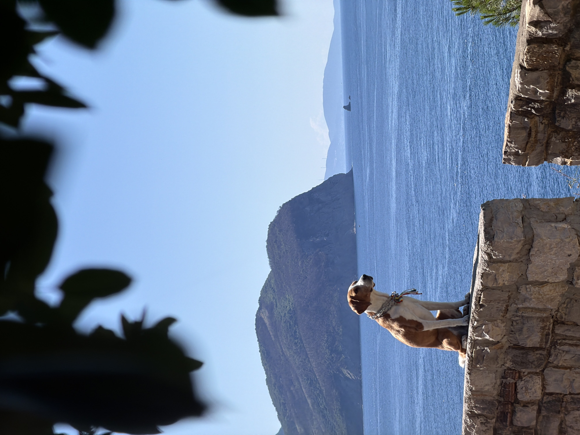 A medium shot captures a dog perched on a stone wall, with a coastal backdrop. The dog is light brown and white, wearing a beaded collar. Behind the dog is the Adriatic Sea, reflecting the sky’s blue hue. In the distance, mountains rise from the sea. To the left of the frame, a blurred green foliage intrudes. The stone wall is textured and composed of various sized blocks. The scene is shot in Mirište, Montenegro.