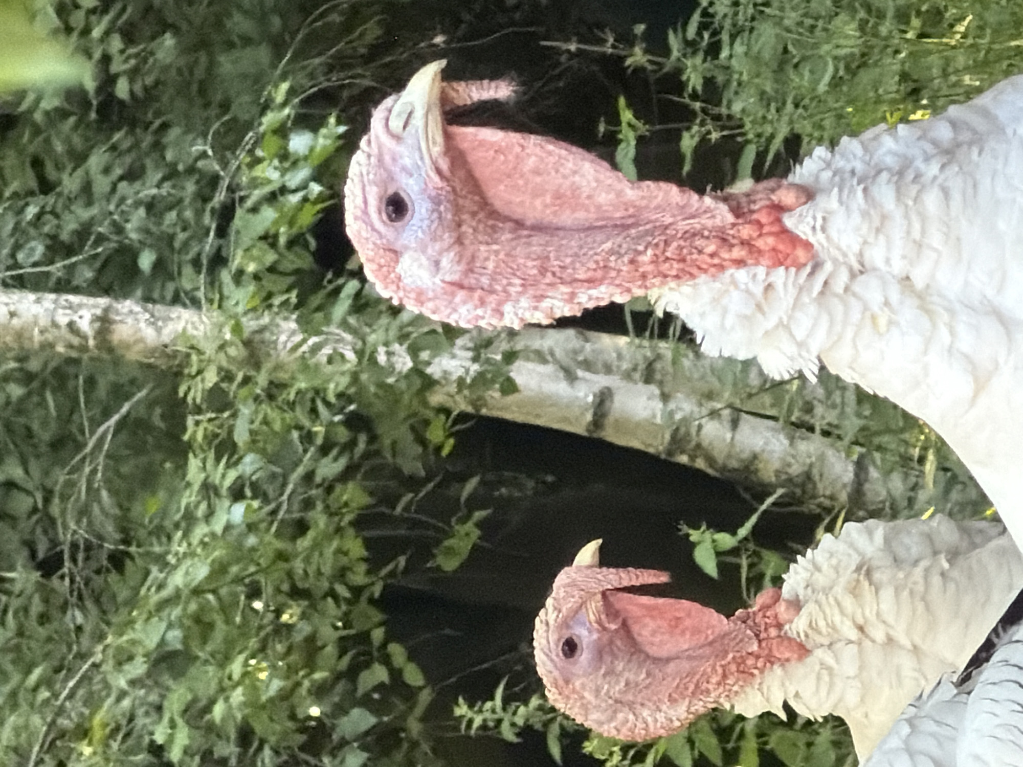 The image shows a close-up of two white turkeys with pinkish-red heads and wattles. The turkey in the foreground is larger and more prominent, with its head turned slightly to the right. The other turkey, smaller and further back, is visible on the left side of the frame. Both birds have white, ruffled feathers. They are situated outdoors, with a background of lush green foliage and a partially visible tree trunk. The lighting suggests it may be daytime, possibly late afternoon due to the soft illumination. There is no indication of a specific location within Esch-sur-Alzette, Luxembourg; the scene is a natural outdoor setting suitable for poultry.