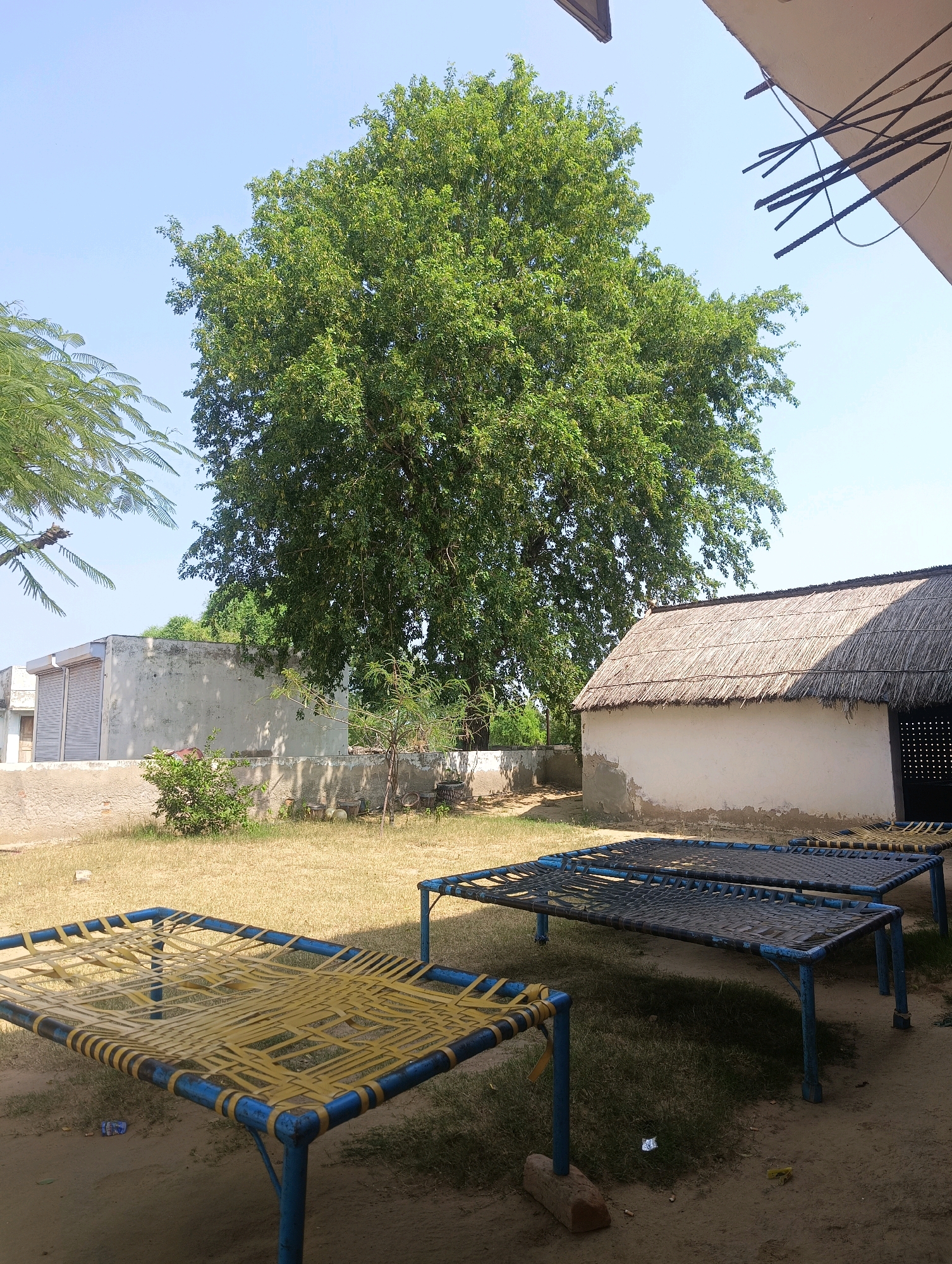 The image depicts an outdoor scene in Chhapri Bari, India, on a clear, sunny day. In the foreground, two charpoys (traditional Indian beds) are visible, one with a yellow woven mat and the other with a black woven mat. They are supported by blue metal frames. A third charpoy with a yellow mat is partially visible on the left.
Behind the charpoys, a building with a thatched roof is situated. The walls of this building are white and appear somewhat weathered. To the left of this building, another structure with a light-colored wall and rolling metal shutters is present.
A large, mature tree with dense green foliage dominates the background, its branches reaching towards the clear blue sky. The ground is a mix of dry grass and sandy soil, with some scattered leaves and a small piece of debris. The overall impression is one of a rural or semi-rural setting. There are no people visible in the image.