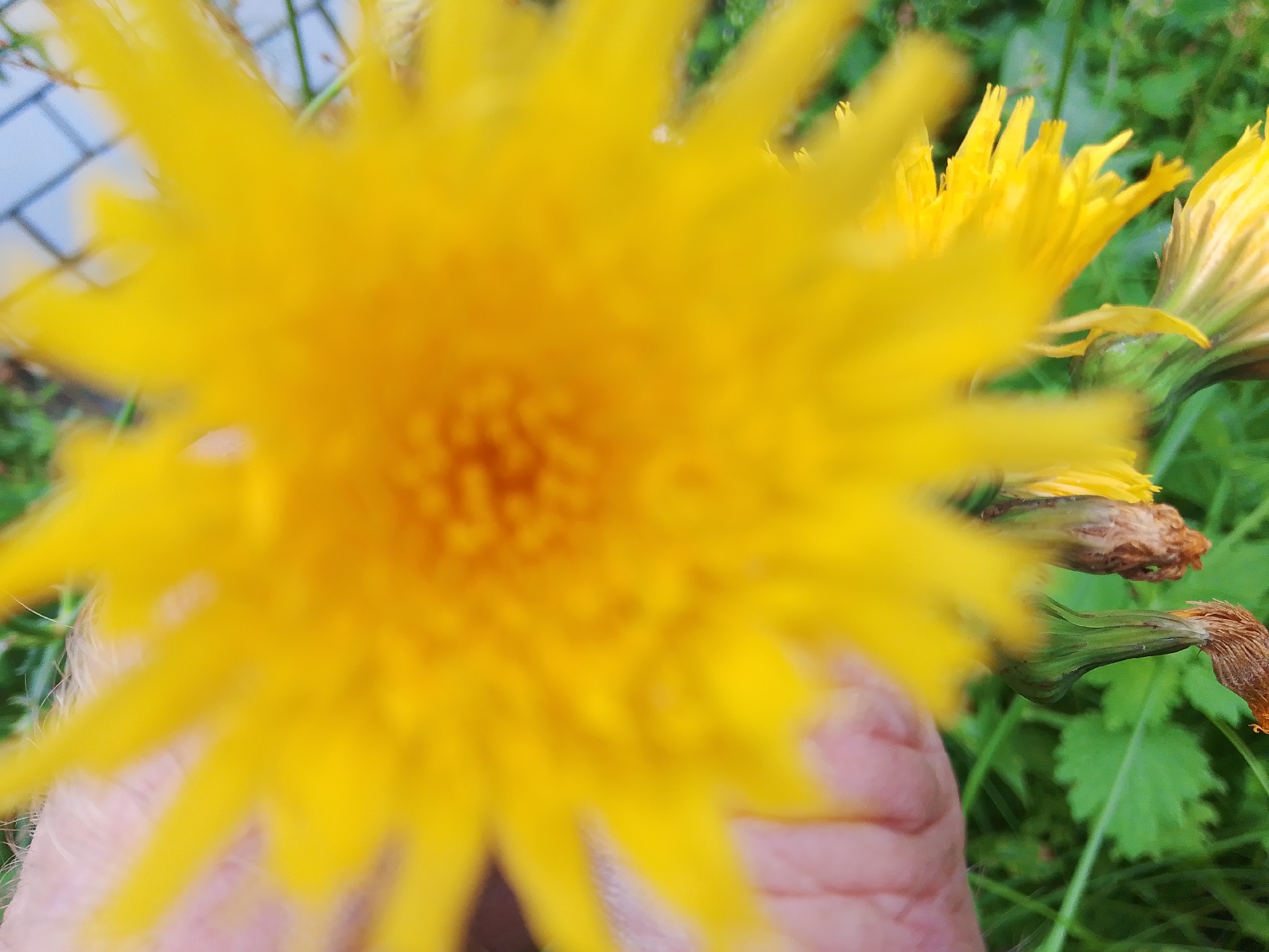 The image shows a close-up of a bright yellow dandelion flower with soft, blurred petals. The background is a mix of green foliage and a fence with blue accents. A person's hand, with visible fingerprints and light skin tone, is partially visible in the lower right corner, seemingly interacting with the flower. The overall impression is a natural outdoor scene. The specific location in Dobrograd, Russia, is not discernible from the image itself.