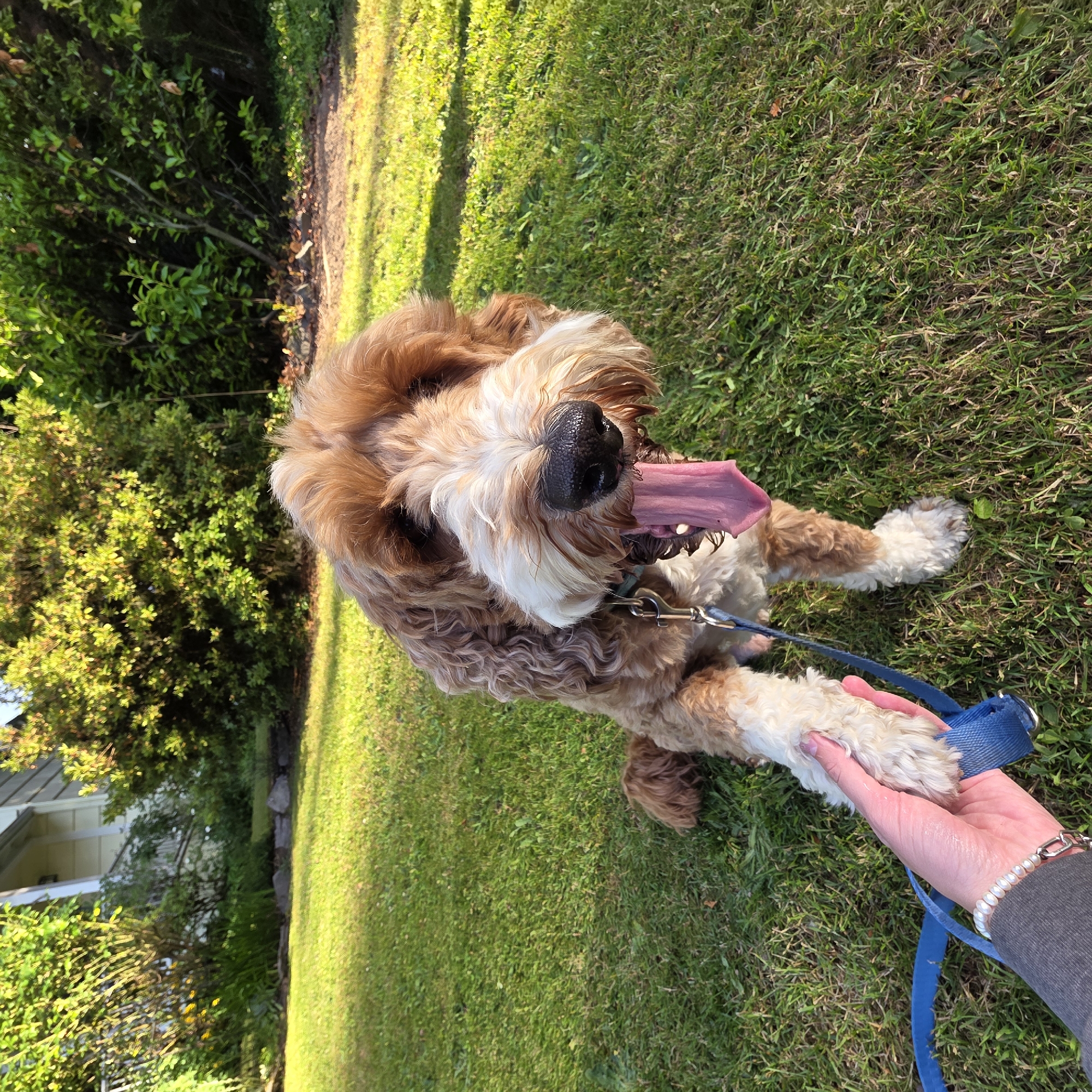 In Portland, Oregon, a golden-brown and white dog with fluffy fur and a pink tongue hanging out sits on a grassy lawn. The dog is wearing a blue collar and leash, and a human hand is holding the dog's paw. In the background, a house with white siding and green bushes are visible. The sun is shining, casting shadows on the grass, suggesting it is either morning or late afternoon.