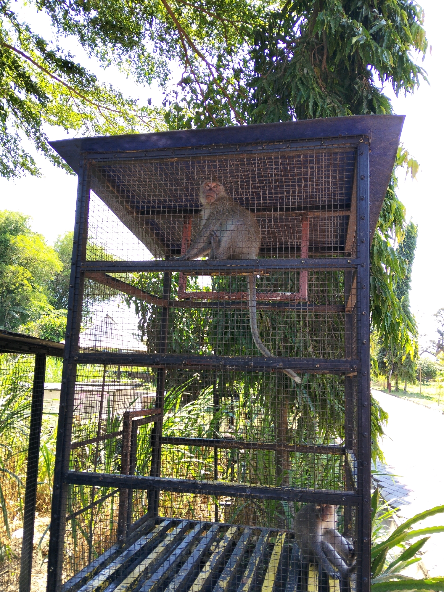 A monkey is visible inside a large, multi-level cage. The cage appears to be made of metal bars and mesh. The monkey is light brown with lighter fur around its face and chest, and it is sitting on a platform within the cage, looking towards the camera. There is another monkey partially visible on a lower level of the cage. The cage is situated outdoors, with lush green trees and foliage surrounding it. Sunlight filters through the leaves, creating dappled light. In the background, a paved path and more trees are visible, suggesting a park or outdoor enclosure. The scene is set in Gurah, Indonesia.