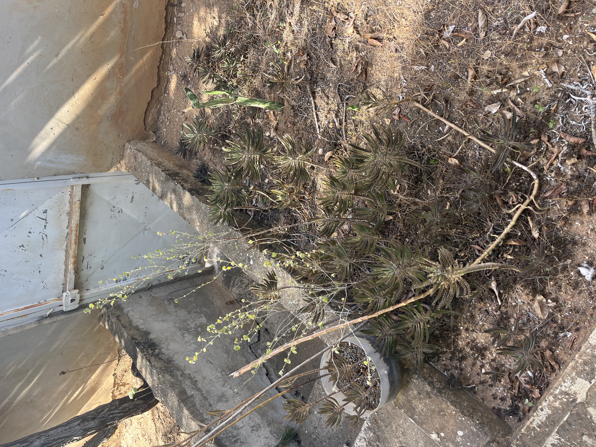 A medium-shot photograph captures an outdoor scene in Juan Griego, Venezuela, featuring a collection of succulents and dry vegetation. The foreground is dominated by several plants with fleshy, elongated leaves, some of which are tinged with brown and appear to be in various stages of growth and decay. One particularly large succulent is positioned centrally, its numerous leaves fanning out from a central stem. To the left, a portion of a grey plastic pot is visible, containing soil and smaller succulents. Behind the plants, a rough concrete structure forms a planter or raised bed, with a weathered, light-colored metal door visible in the background. The ground is covered in dry soil, scattered leaves, and twigs, suggesting a dry or arid environment. A tall, thin cactus-like plant with green and brown striped segments stands to the right of the main succulent cluster. A tree trunk with rough bark is partially visible on the far left, casting a shadow onto the concrete wall behind it. The lighting suggests a sunny day, with sharp shadows indicating sunlight from the upper right.