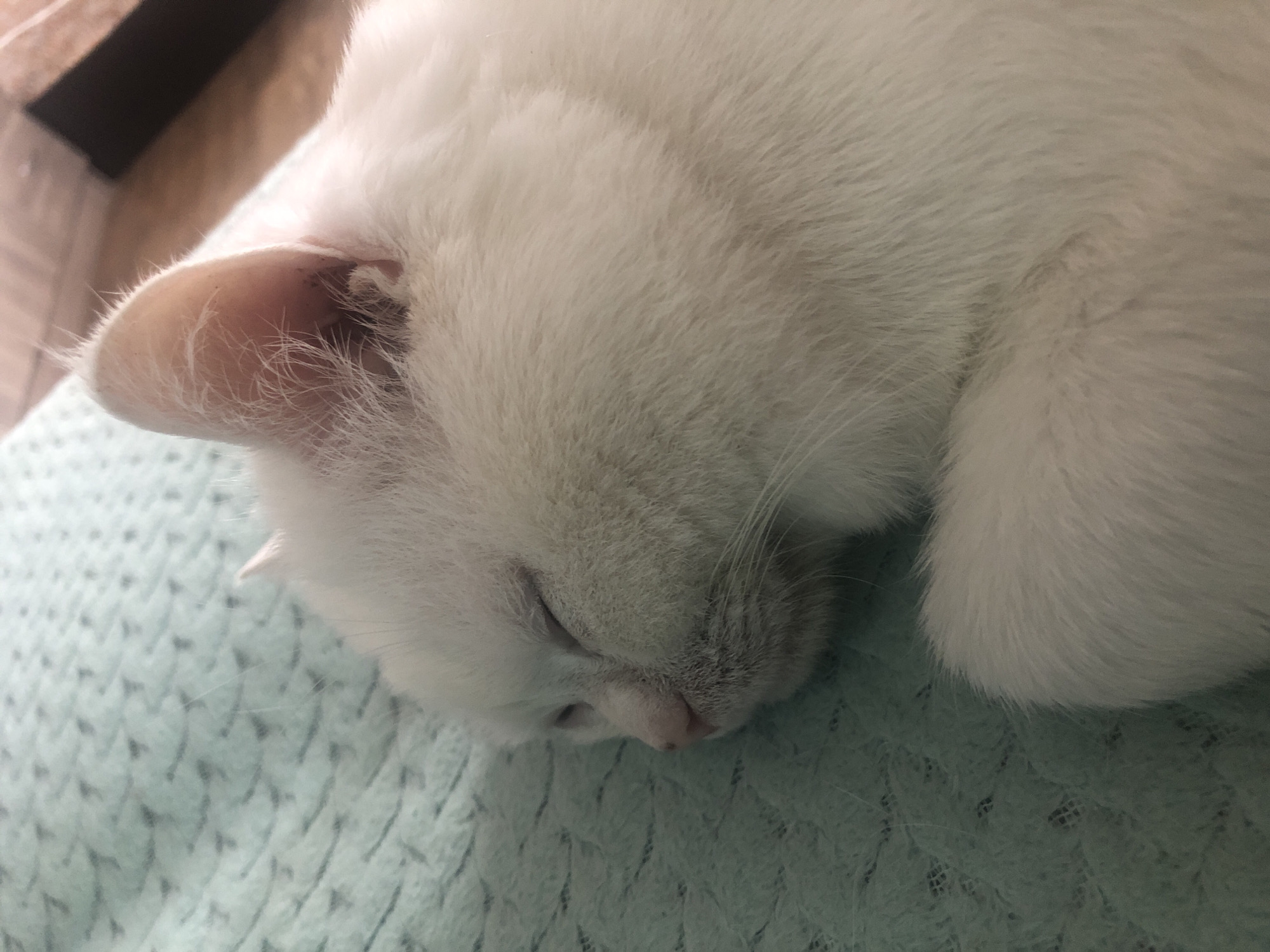 A close-up, overhead shot shows a white cat sleeping on a light blue knitted blanket. The cat's eyes are closed, and its face is partially buried in its fur. The cat's fur is soft and fluffy, and its ears are perked up. The knitted blanket has a diamond pattern. The lighting is soft and natural, suggesting it might be daytime. The overall mood is peaceful and serene.