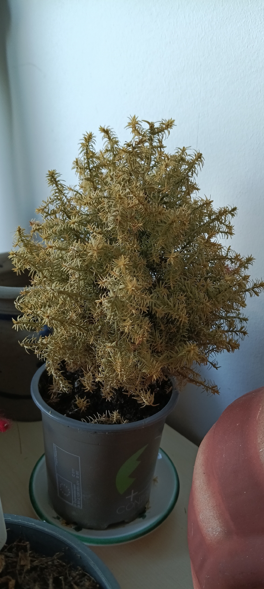 A small, bushy houseplant with desiccated, yellowish-brown foliage is centered in a gray plastic pot, which rests on a matching saucer. The pot displays European Union compliance markings and a green logo. The plant is situated on a light-colored surface, possibly a shelf or table, against a white, textured wall. To the right, a portion of a reddish-brown, rounded object is visible. The background is softly lit, suggesting an indoor environment. No people are present, and no discernible actions are taking place. The image does not provide information about its location in Linz, Austria.