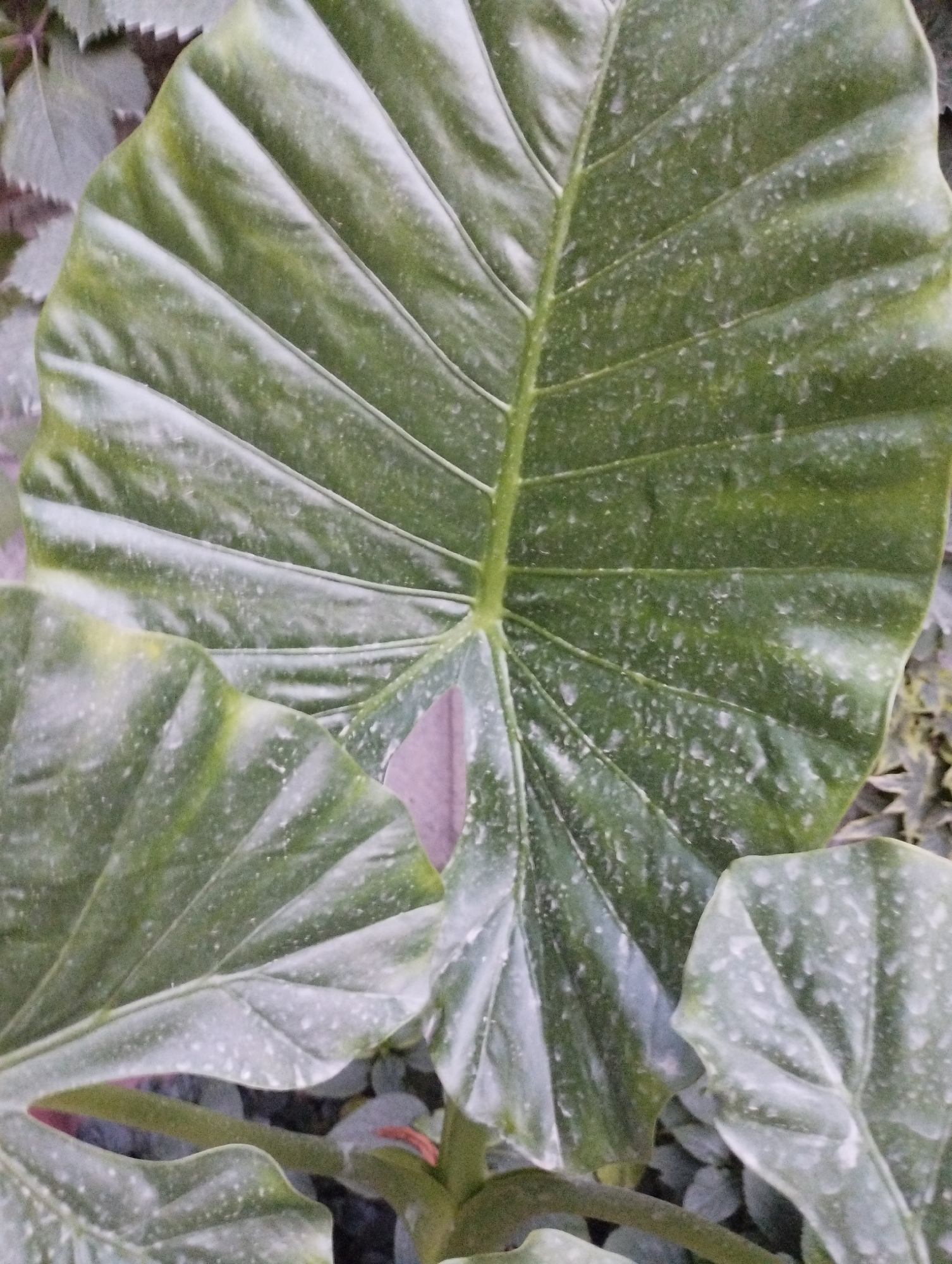 A close-up, eye-level, full shot captures several large, green elephant ear plant leaves. The leaves are glossy and have prominent veins, with a slightly dusty or speckled texture on their surfaces. Some of the leaves are overlapping, creating a layered effect. In the background, other foliage is visible, mostly out of focus and appearing darker. The scene is likely outdoors, possibly in a garden or park setting in Novopavlovka, Kyrgyzstan. There are no people or animals present in the frame, and no specific actions are depicted. The lighting suggests it is daytime, possibly overcast, given the diffused light.