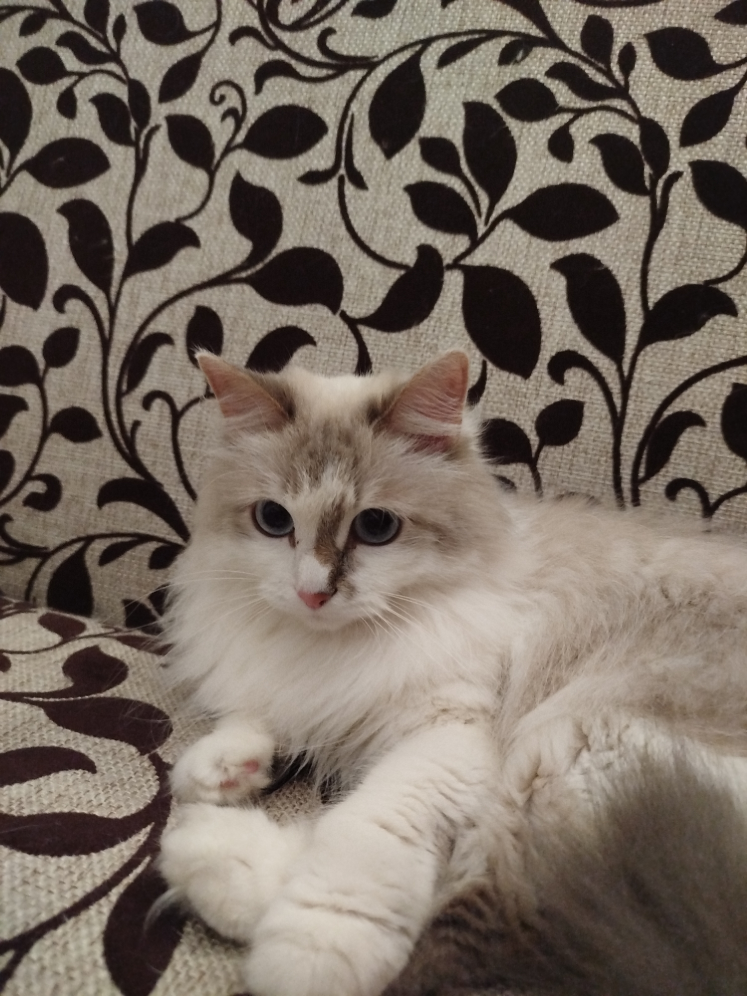 A fluffy, long-haired cat is prominently featured, lying on a patterned piece of furniture, likely a couch or armchair. The cat has striking blue eyes, a pink nose, and soft white and cream fur. Its ears, muzzle, and parts of its face show subtle light brown or gray markings, characteristic of a point color pattern. One of its front paws is visible, revealing a small pink toe bean.
The cat is positioned in the lower center and right of the frame, looking gently towards the left with a calm expression. Its body appears relaxed, indicating it is resting.
The background consists of the fabric of the furniture, which is light beige or cream with a repeating dark brown, ornate floral or leafy pattern. This pattern covers the entire visible background, suggesting an indoor setting. There is no visible text in the image. The lighting appears soft and even, typical of indoor illumination.