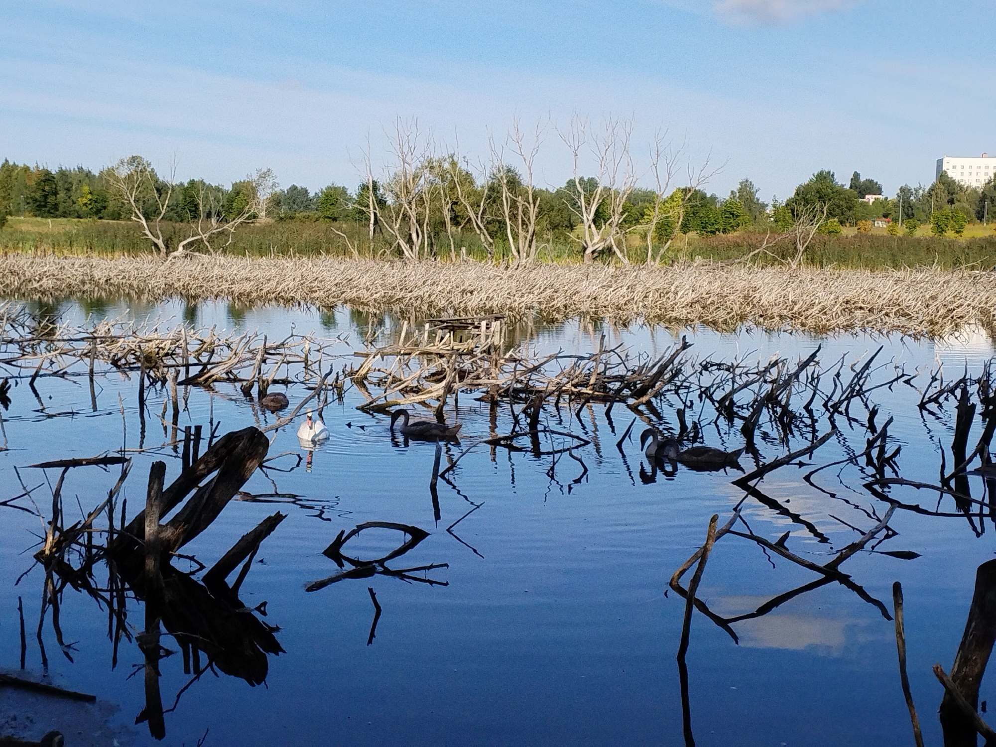 The image depicts a serene natural scene at the Minsk Sea, a reservoir located on the Svislach River in Belarus. The foreground is dominated by the calm, blue waters of the reservoir, reflecting the sky and the surrounding vegetation. Scattered throughout the water are numerous dead tree branches and trunks, some submerged and others jutting out from the surface, creating a stark and somewhat eerie landscape. In the mid-ground, several swans are visible, gliding gracefully through the water. One white swan is clearly distinguishable, while the others appear to be dark-colored, possibly black swans. Beyond the water, a dense line of trees forms the shoreline, with a clear blue sky overhead, partially obscured by a few scattered clouds. The overall impression is one of tranquil beauty, with the dead wood adding a unique and contemplative element to the natural environment.