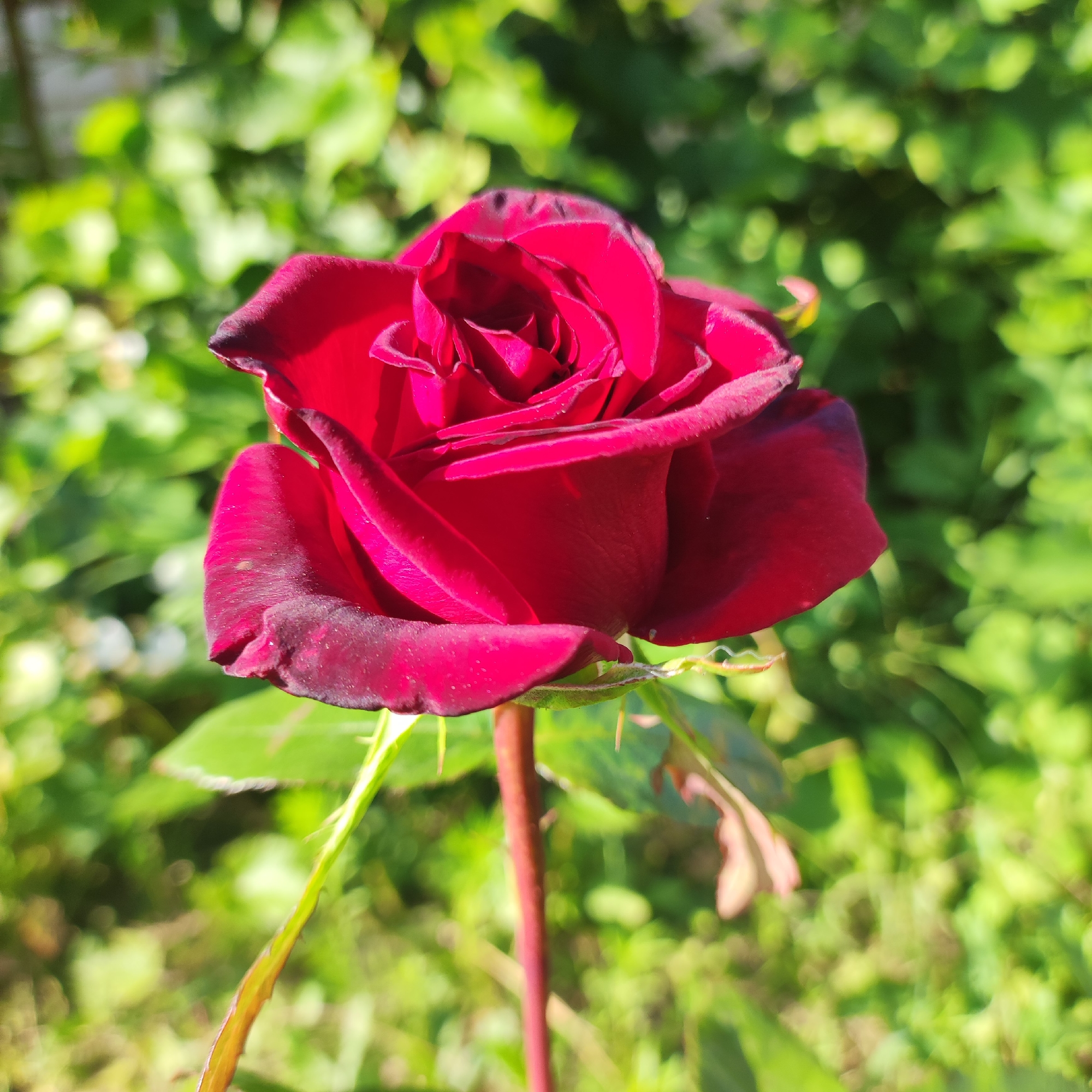 The image shows a close-up of a single, dark red rose in full bloom. The rose is positioned slightly to the left of center, with its petals unfurling to reveal a deep, velvety interior. The edges of some petals show a subtle darkening, suggesting a rich, deep crimson hue. The rose is on a slender, reddish stem, with a few green leaves and thorns visible beneath the bloom.
The background is a blur of vibrant green foliage, indicating an outdoor setting, likely a garden or park. The lighting suggests a sunny day, with some dappled light filtering through the leaves, creating highlights and shadows.
There are no people, animals, or man-made structures visible in the image. The focus is entirely on the natural beauty of the rose and its immediate surroundings.
Based on the provided information, the location of this image is a garden in Navoloki, Russia.